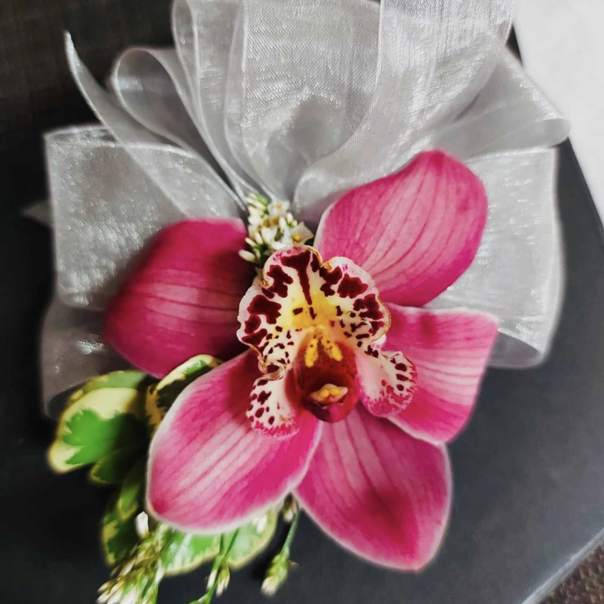 delicacy and elegance captured in a beautiful orchid