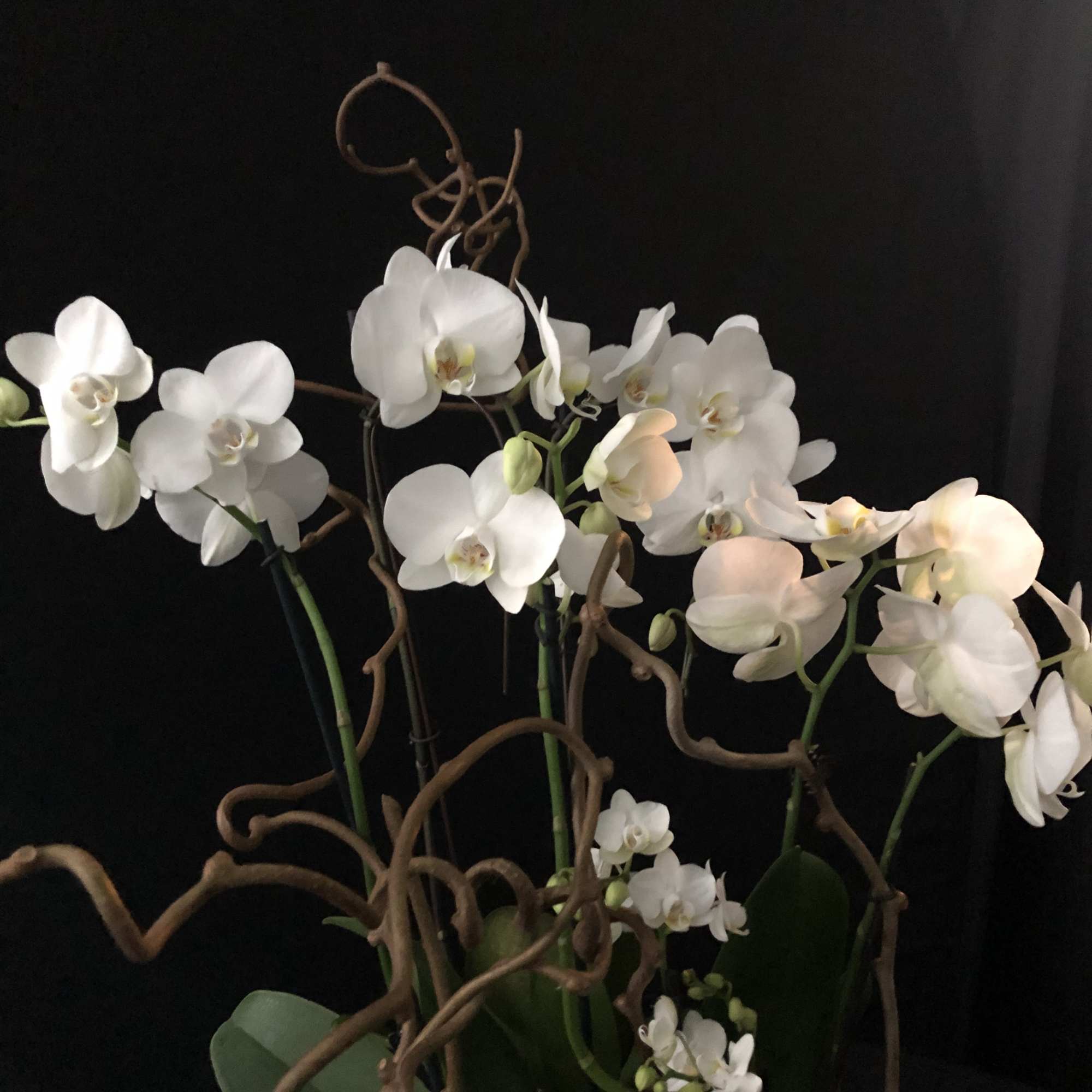 White orchids arranged with curly brown branches against a black background