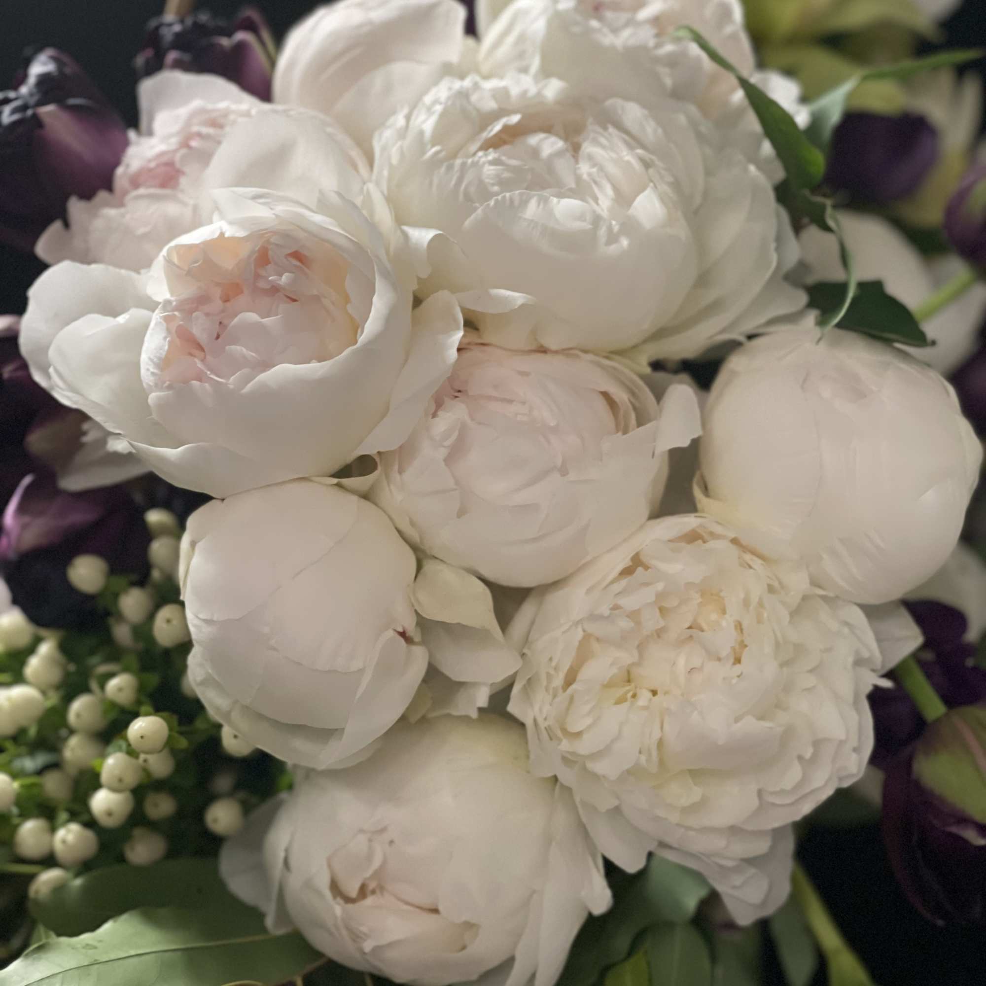 White peonies with dark purple tulips and greenery
