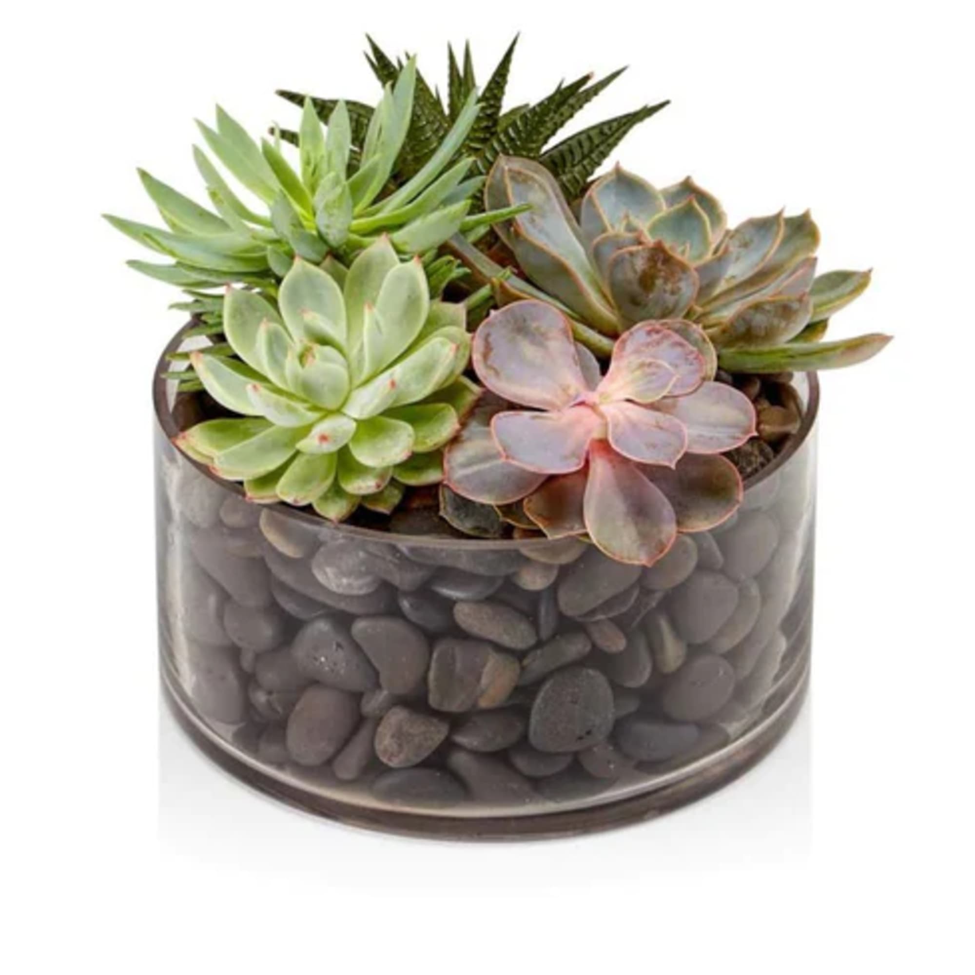 Low glass planter filled with assorted green and pink succulents over dark river stones