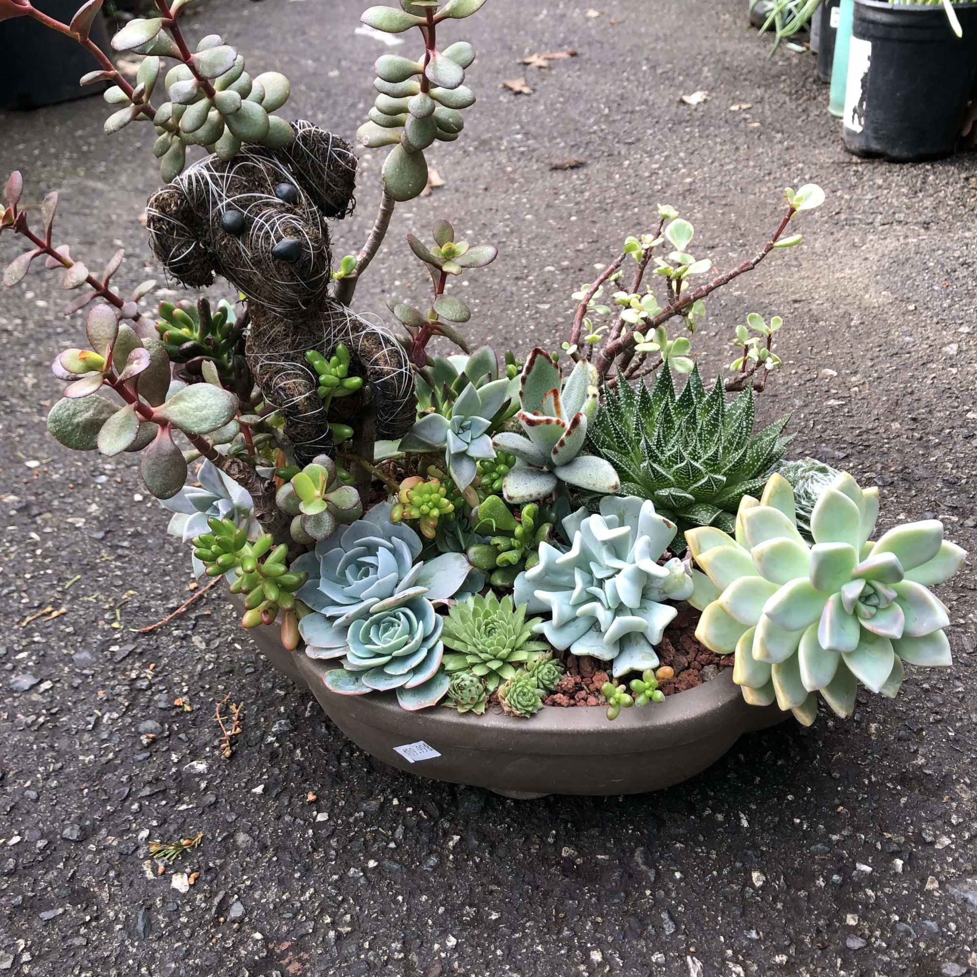 Place in bright indirect light. Spray to water.
14" height
13.5" width