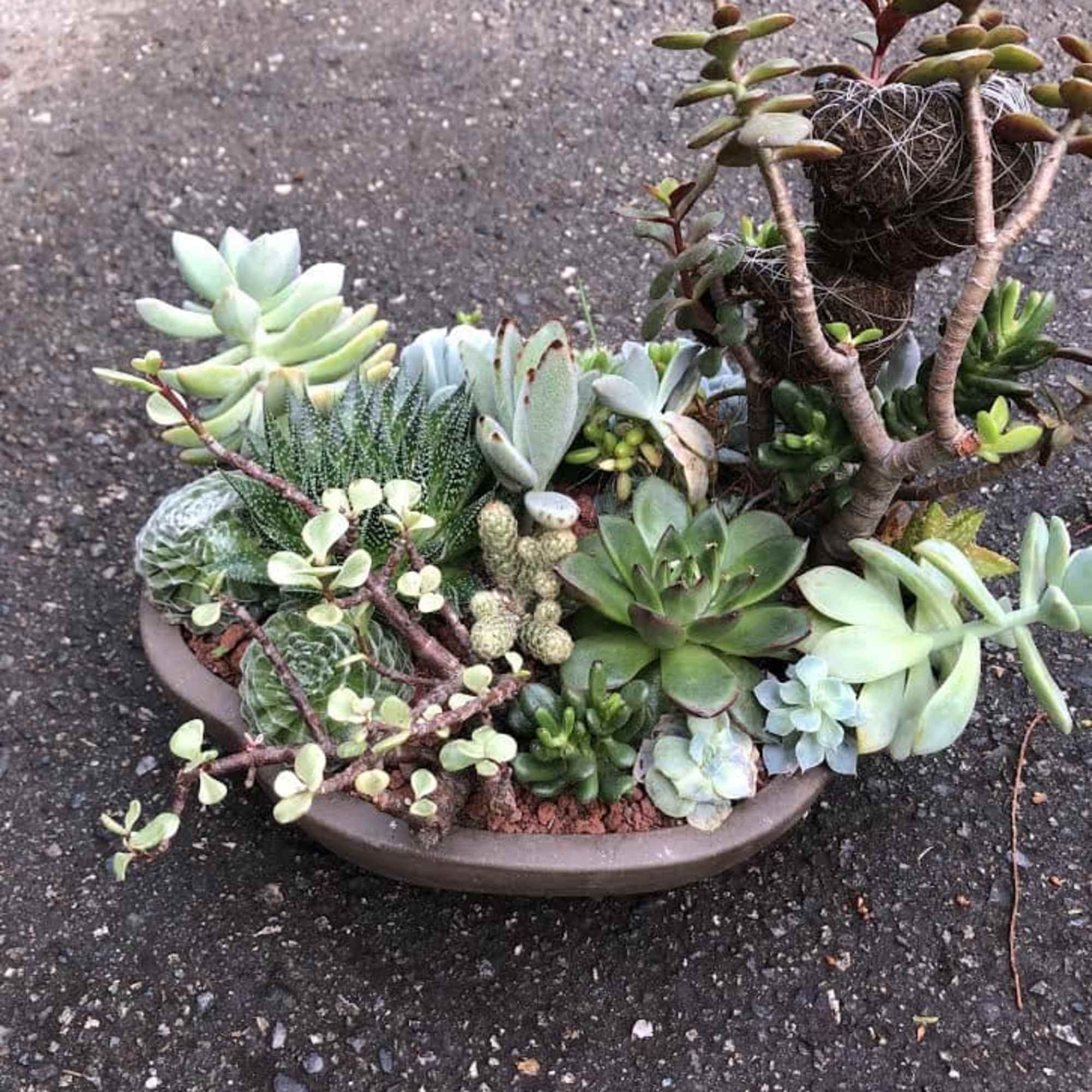 Potted succulent arrangement with mixed rosette plants and trailing stems