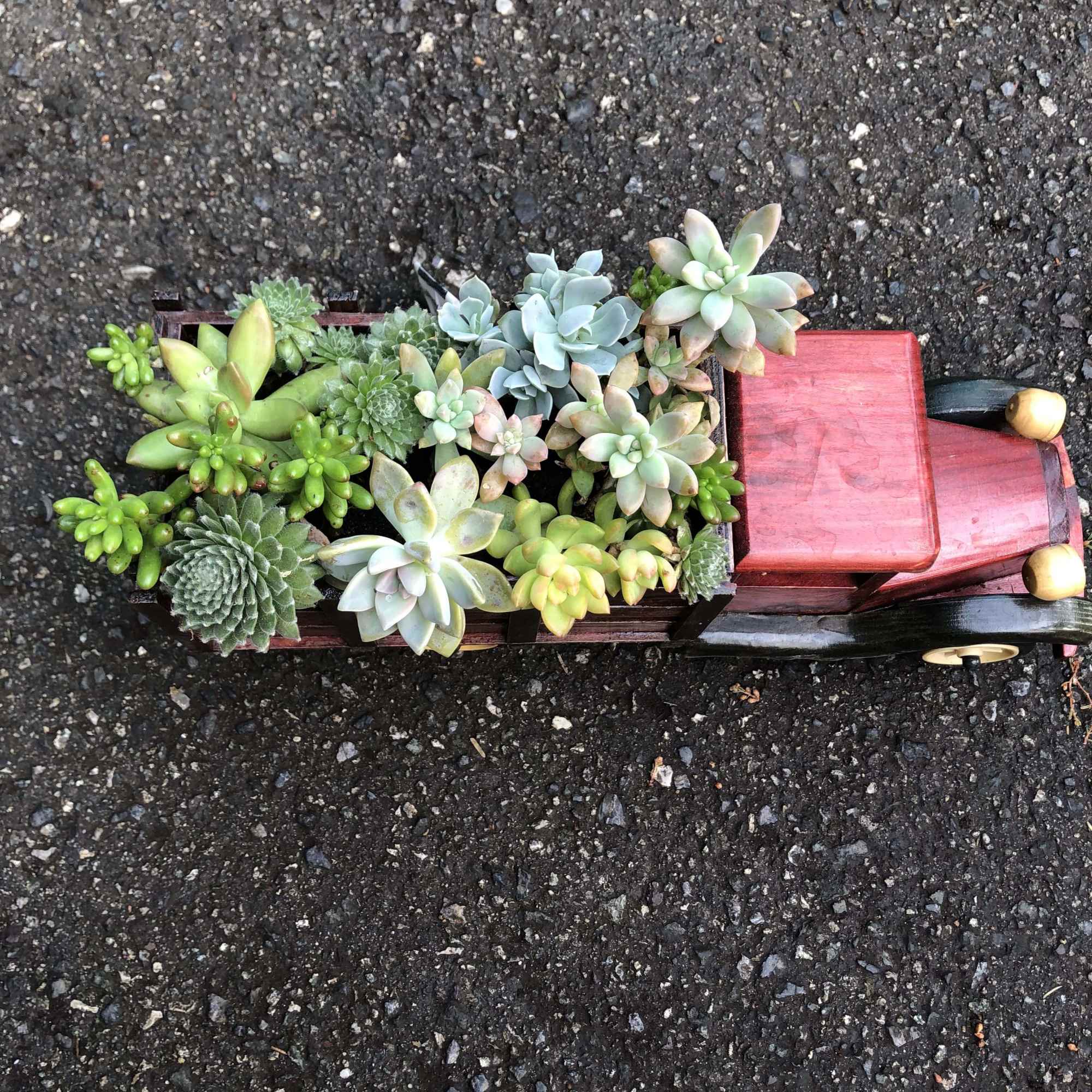 Succulent arrangement in a red wagon planter