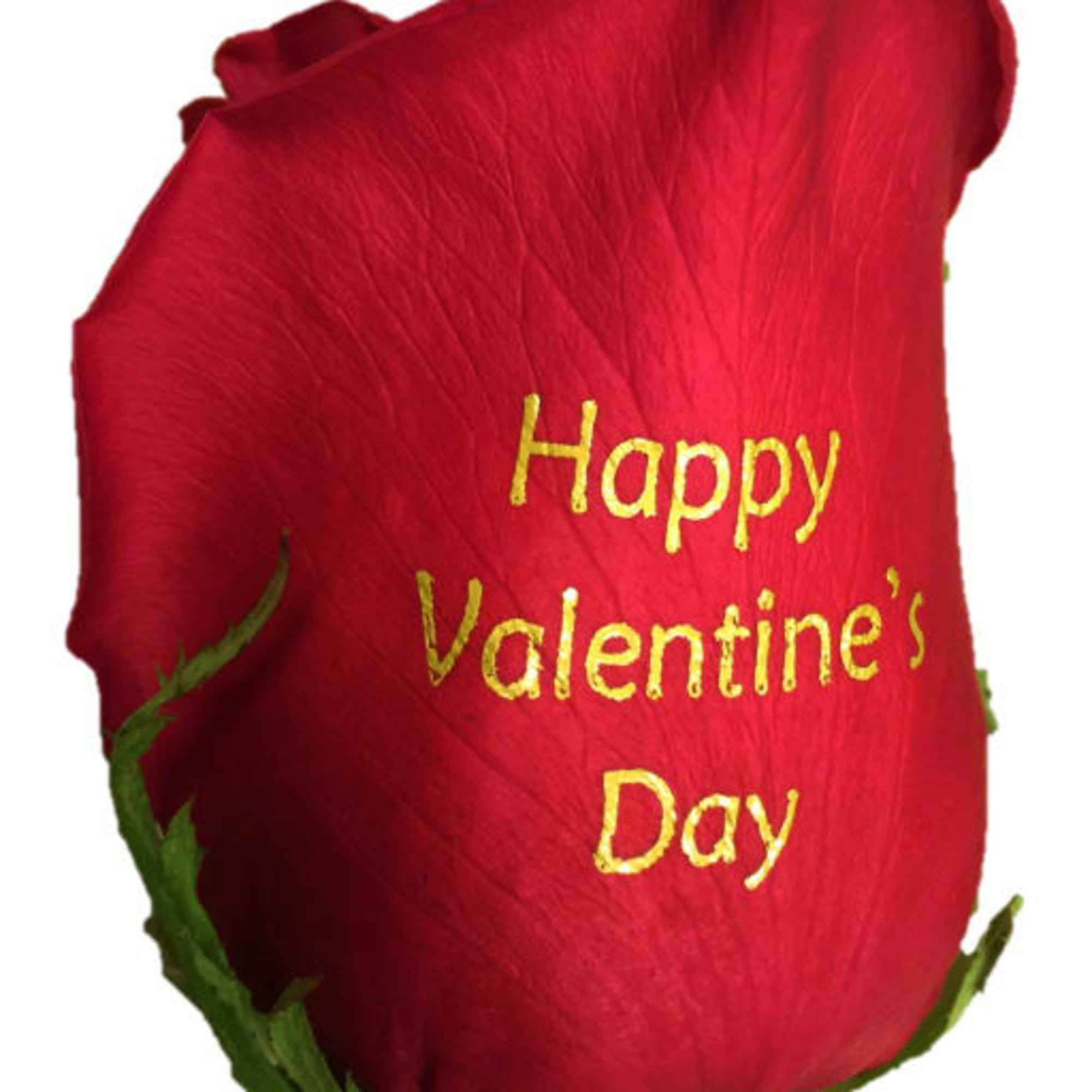 Single red rose with "Happy Valentine's Day" text on the petal