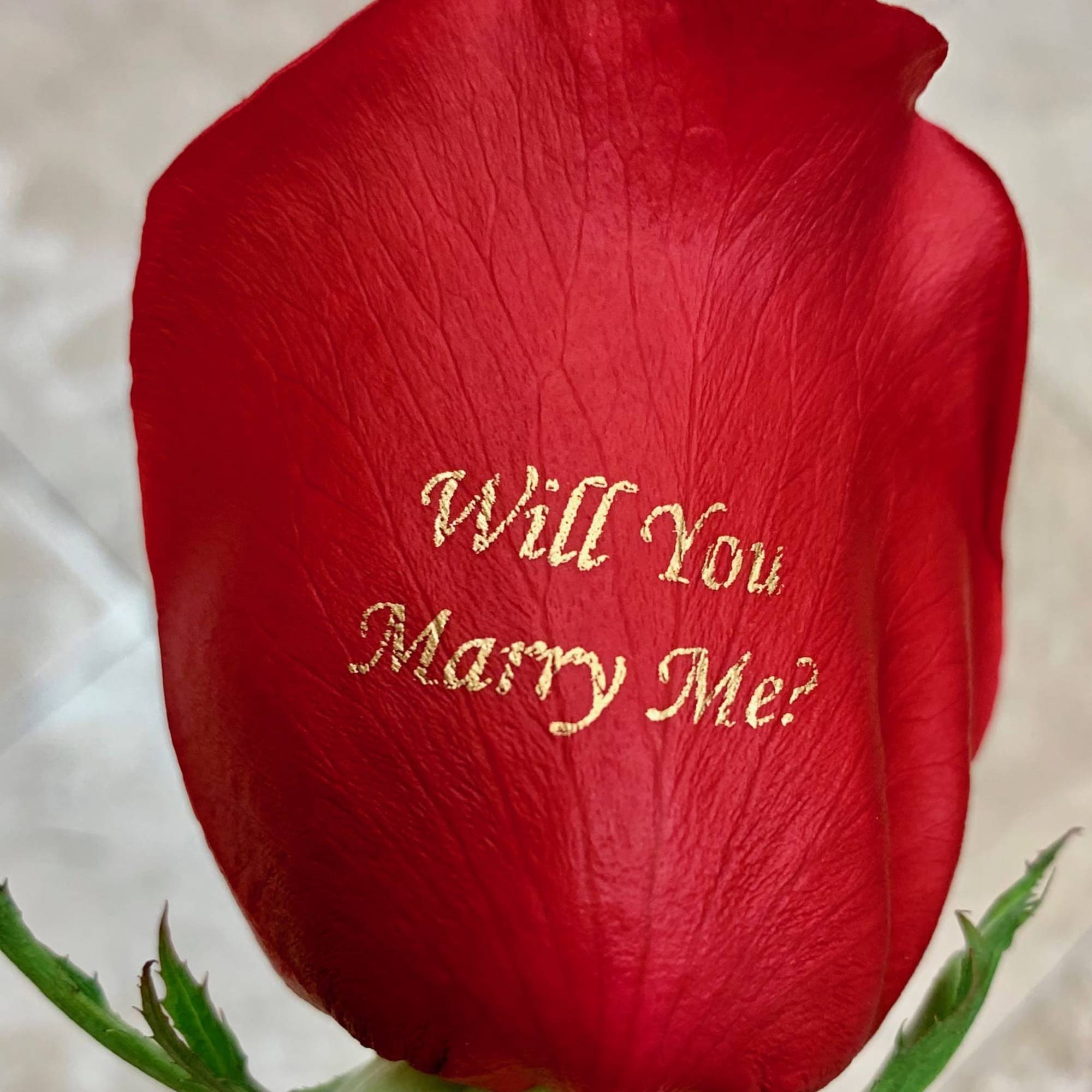 Red rose petal with gold text reading "Will You Marry Me?"