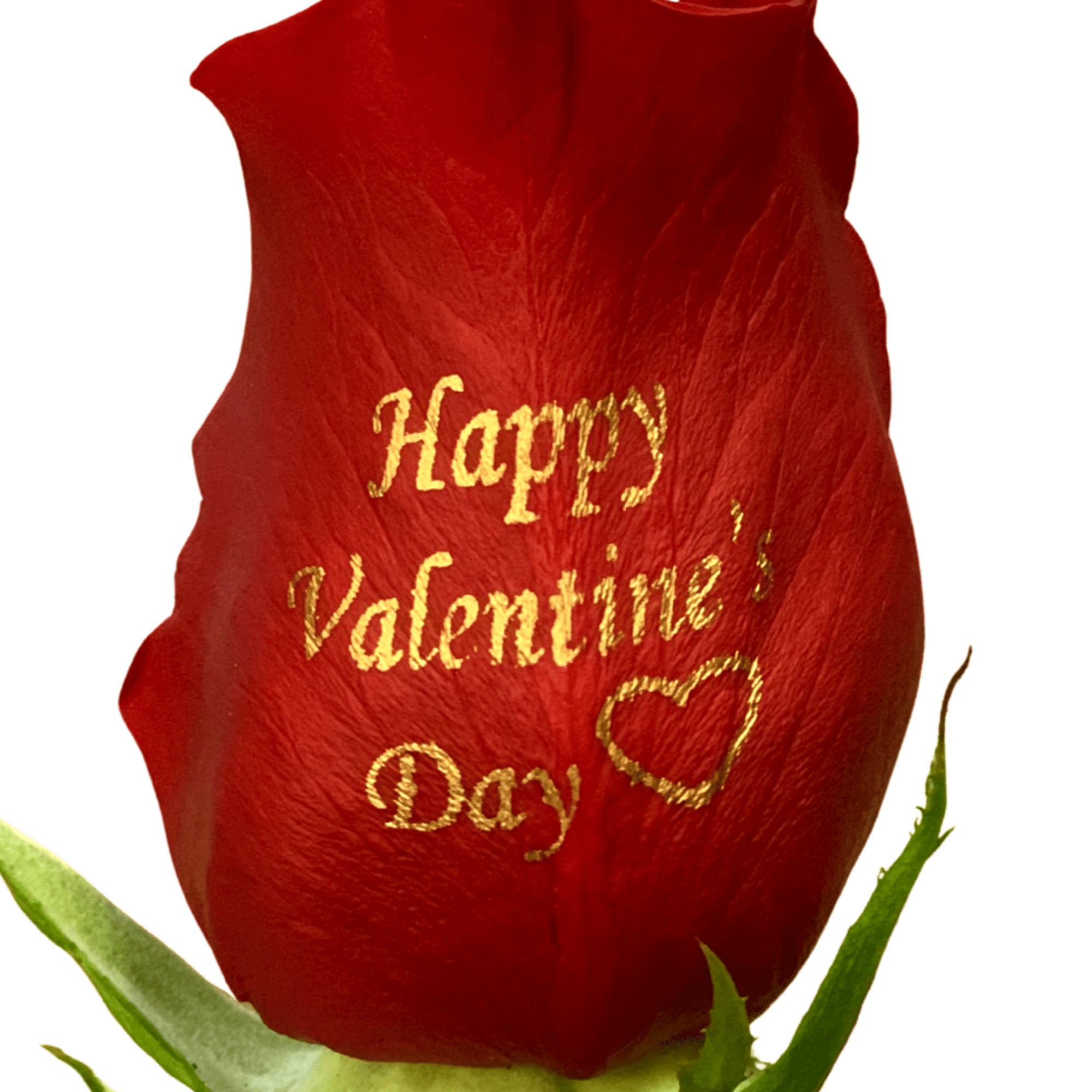 Red rose with "Happy Valentine's Day" written on the petal
