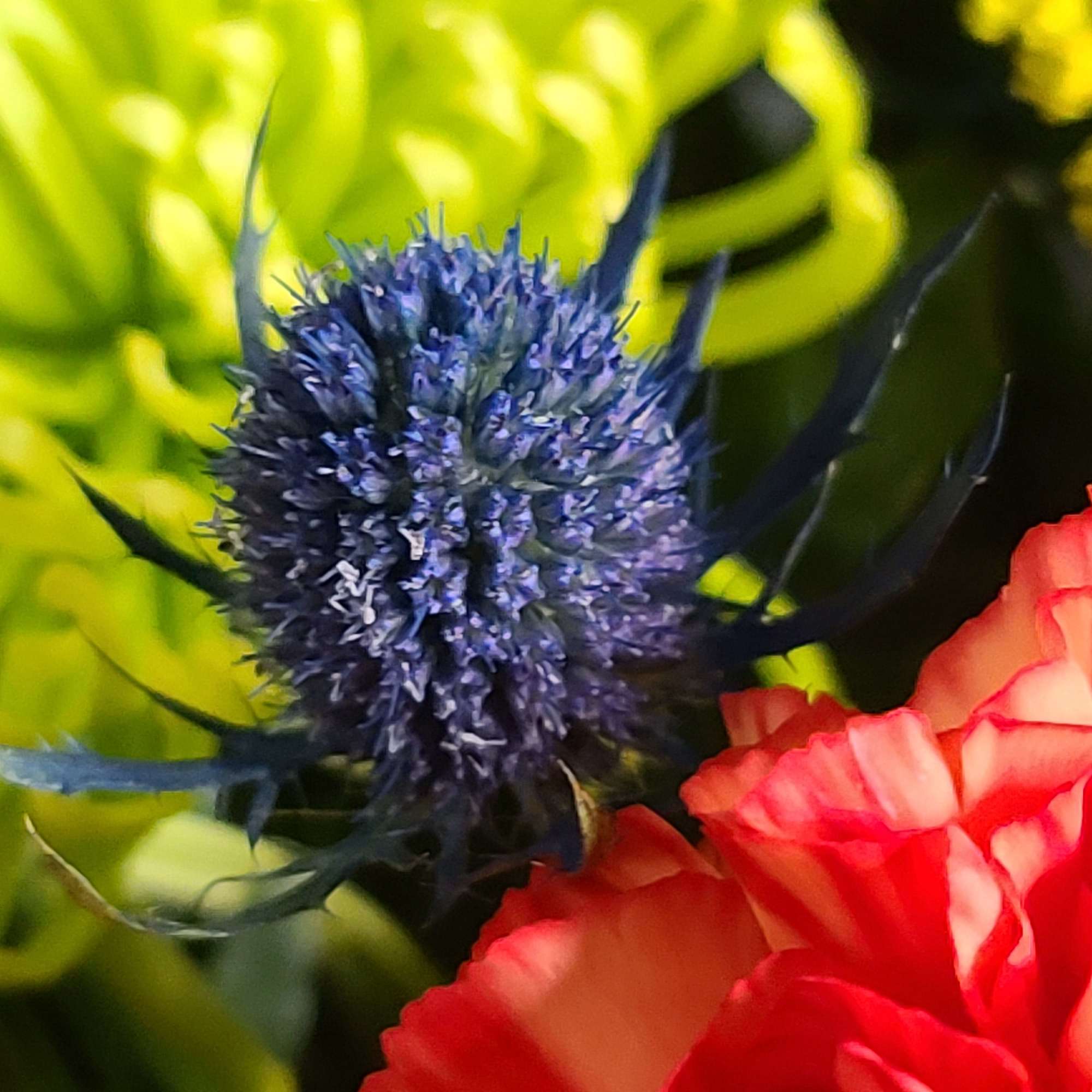 Close-up of a blue thistle-like bloom beside red and white flowers