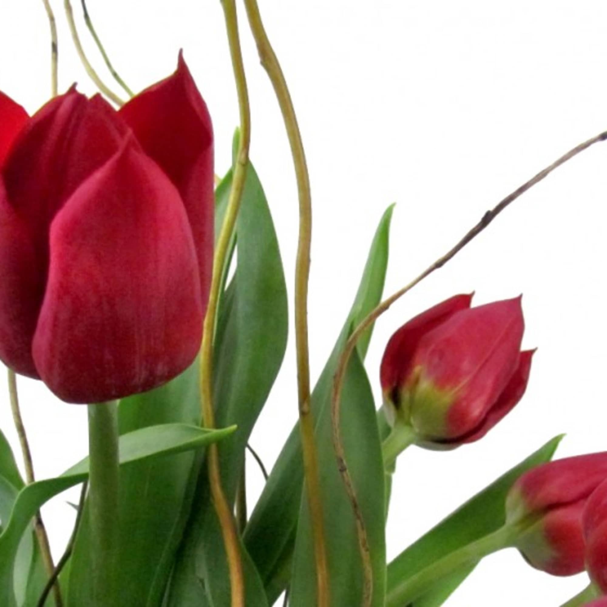 Red tulips with green leaves on a white background