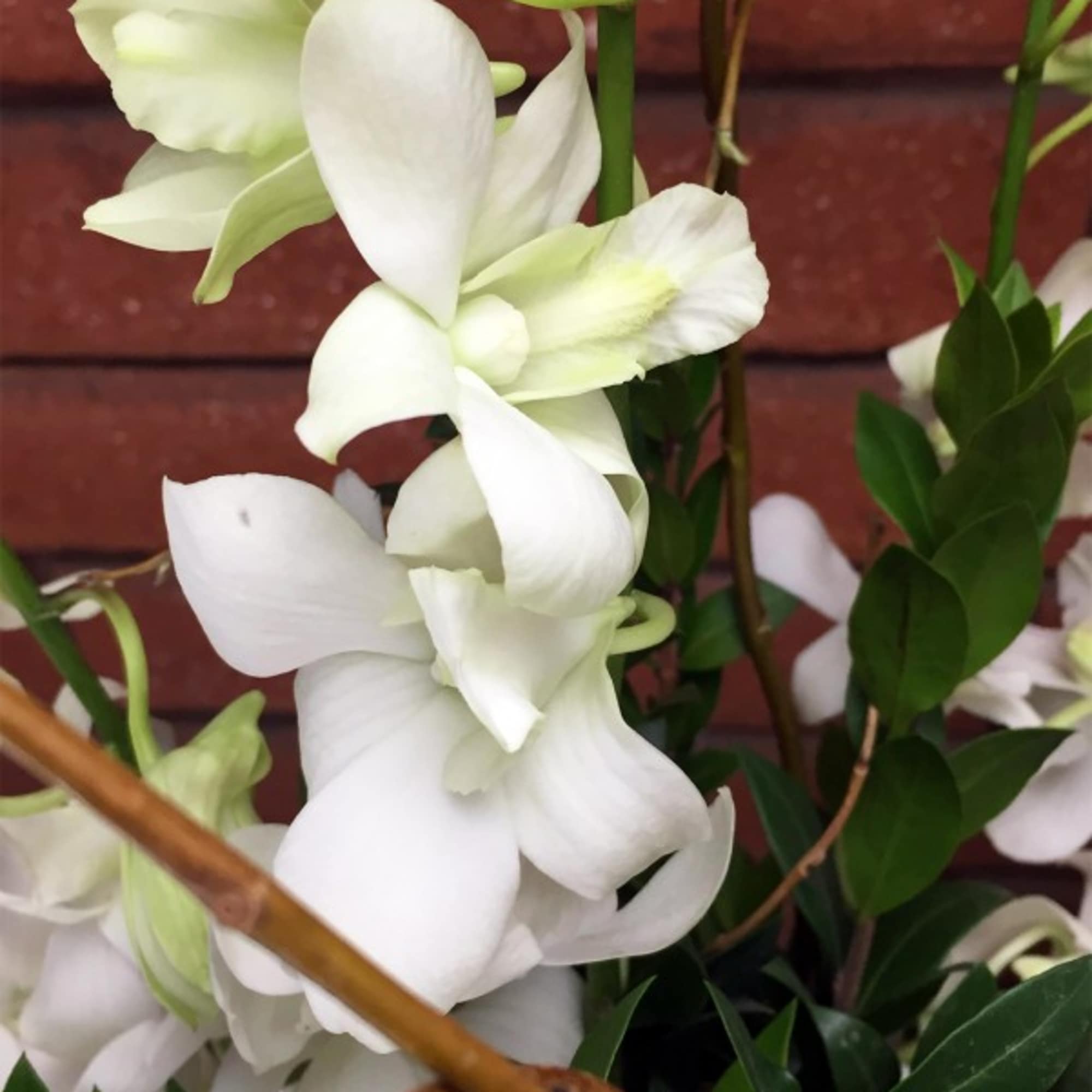 White orchids with green centers and dark green leaves