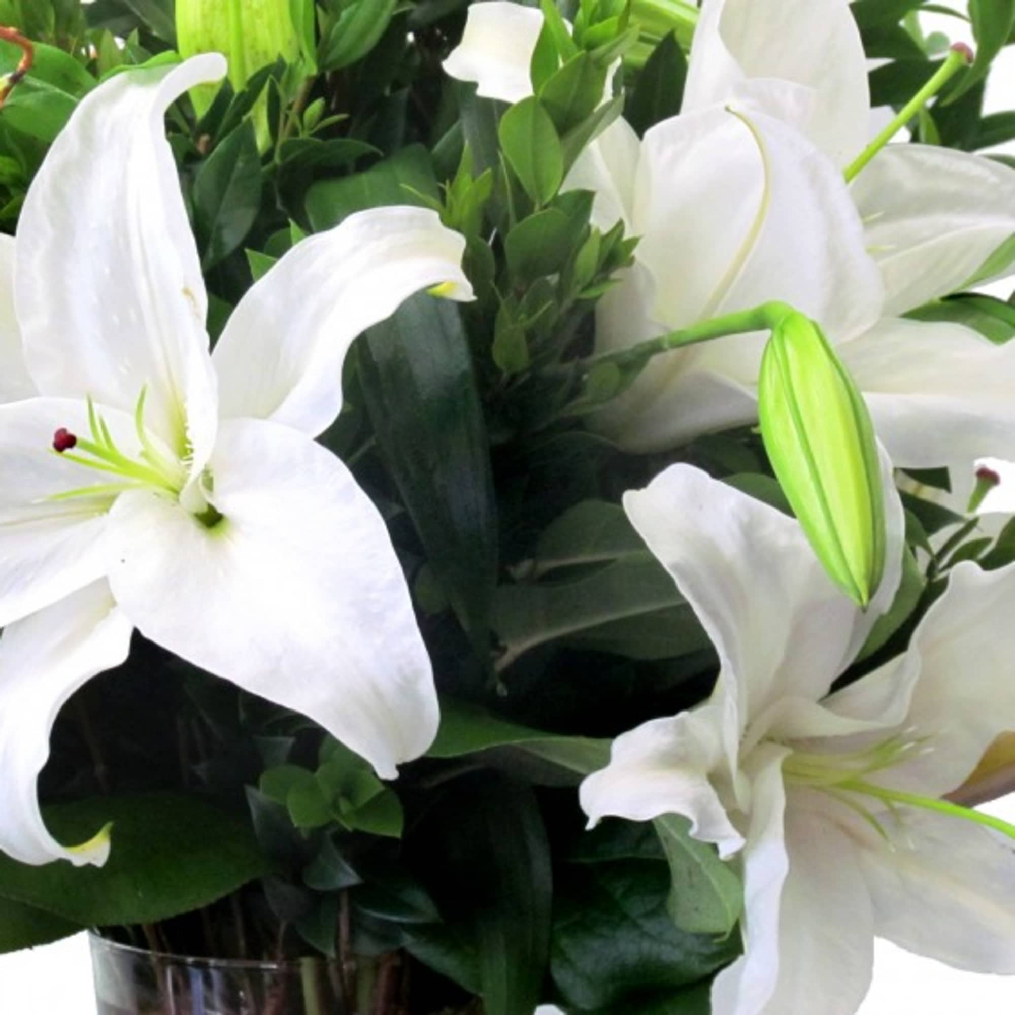 Arrangement of large white lilies with unopened buds in a clear glass vase