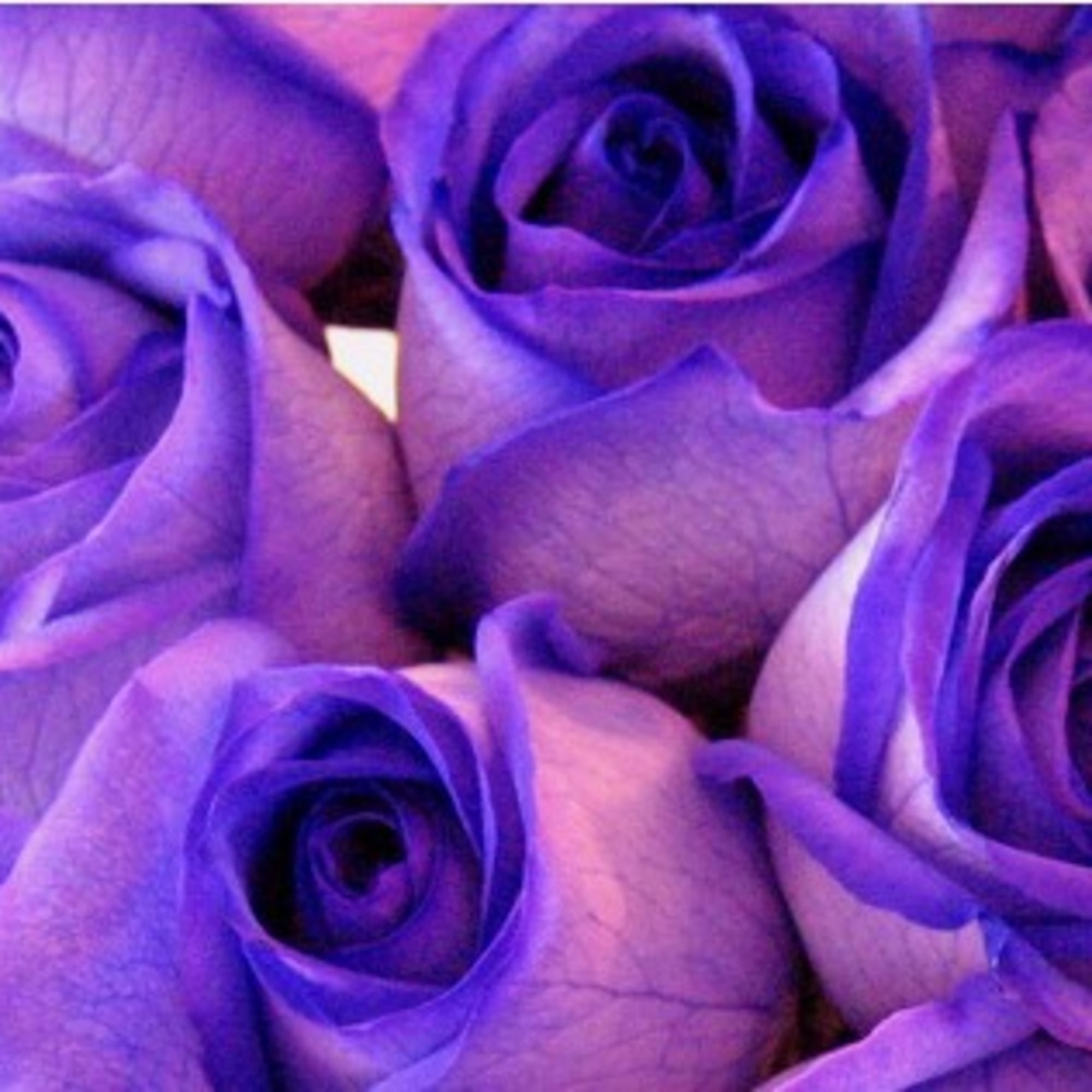 Close-up of purple roses filling the frame