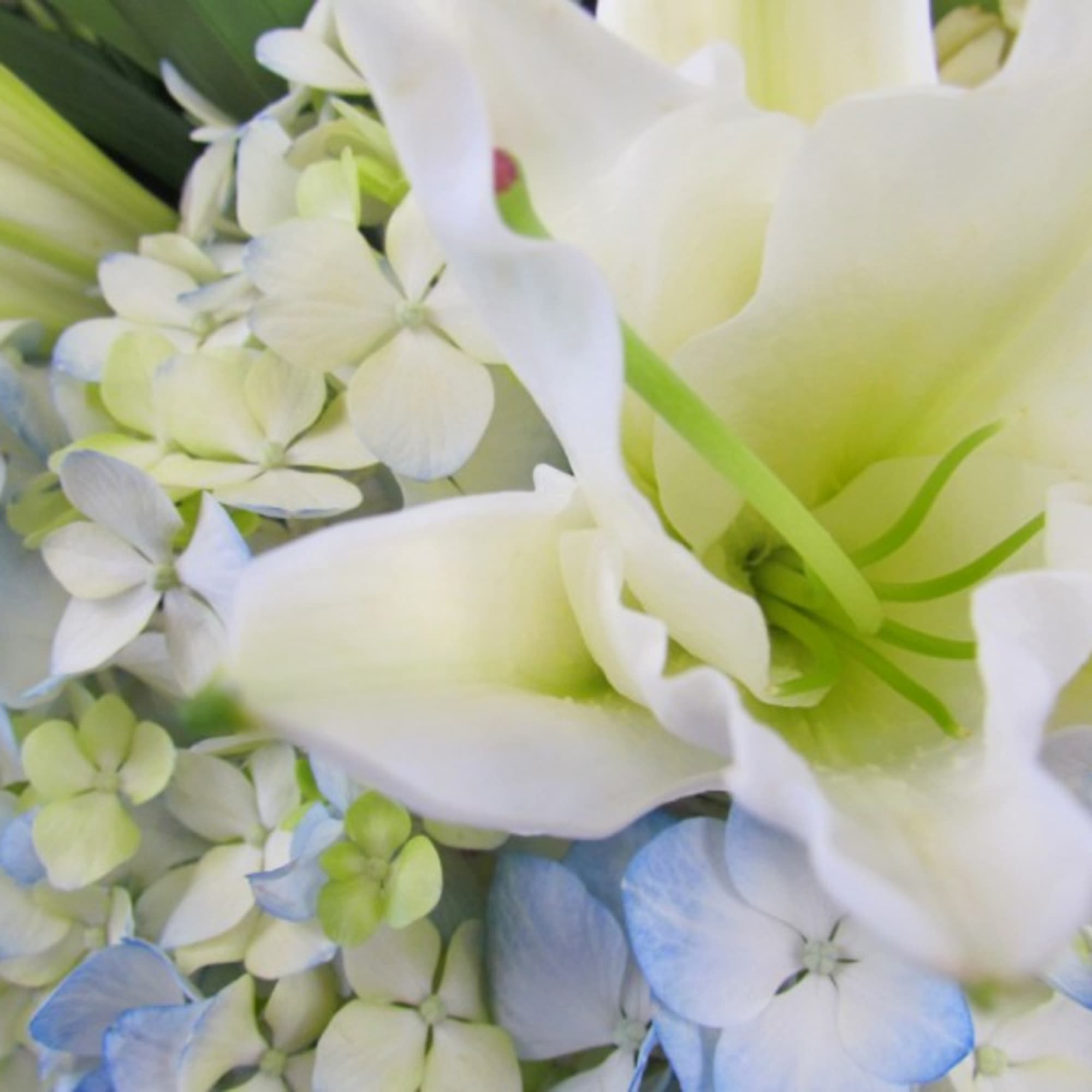 White calla lilies with pale blue hydrangeas in a close-up bouquet