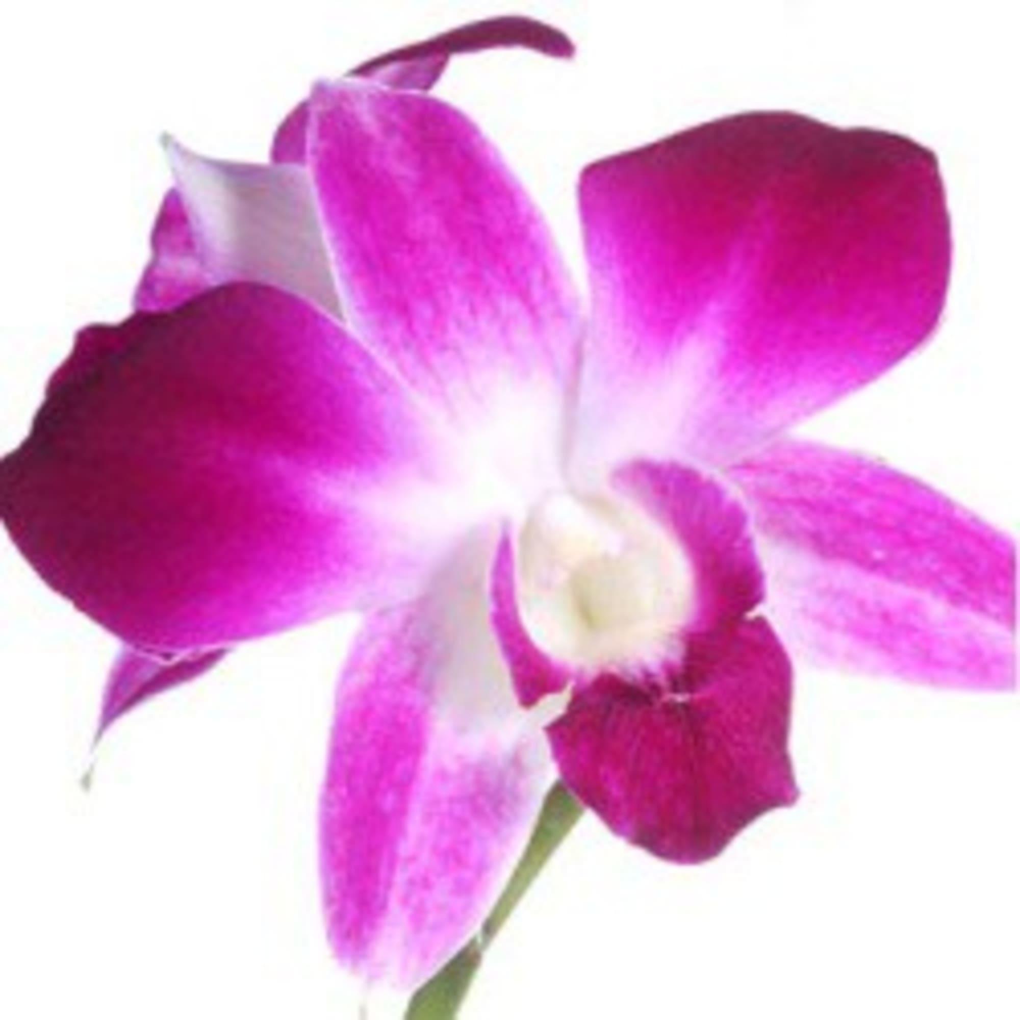 Close-up of a purple and white orchid bloom