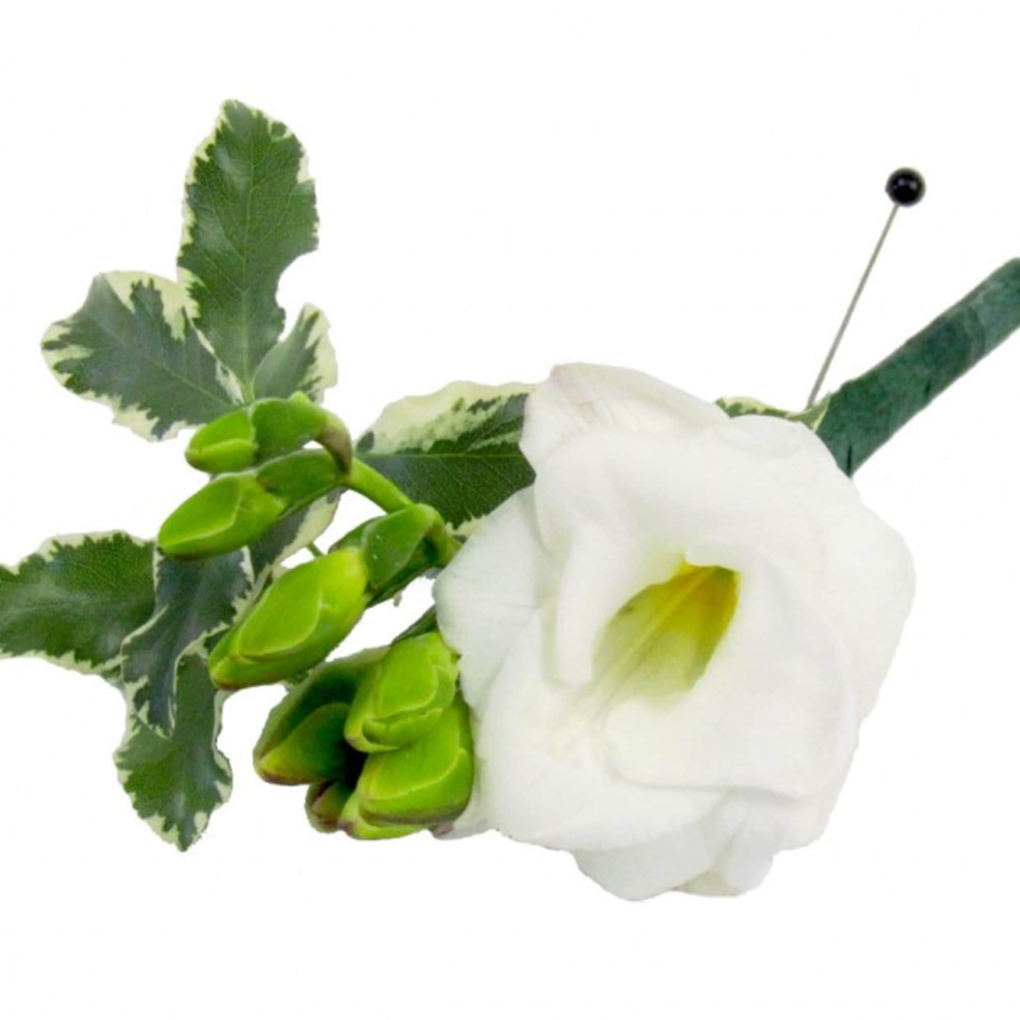 White calla lily boutonniere with green buds and variegated leaves
