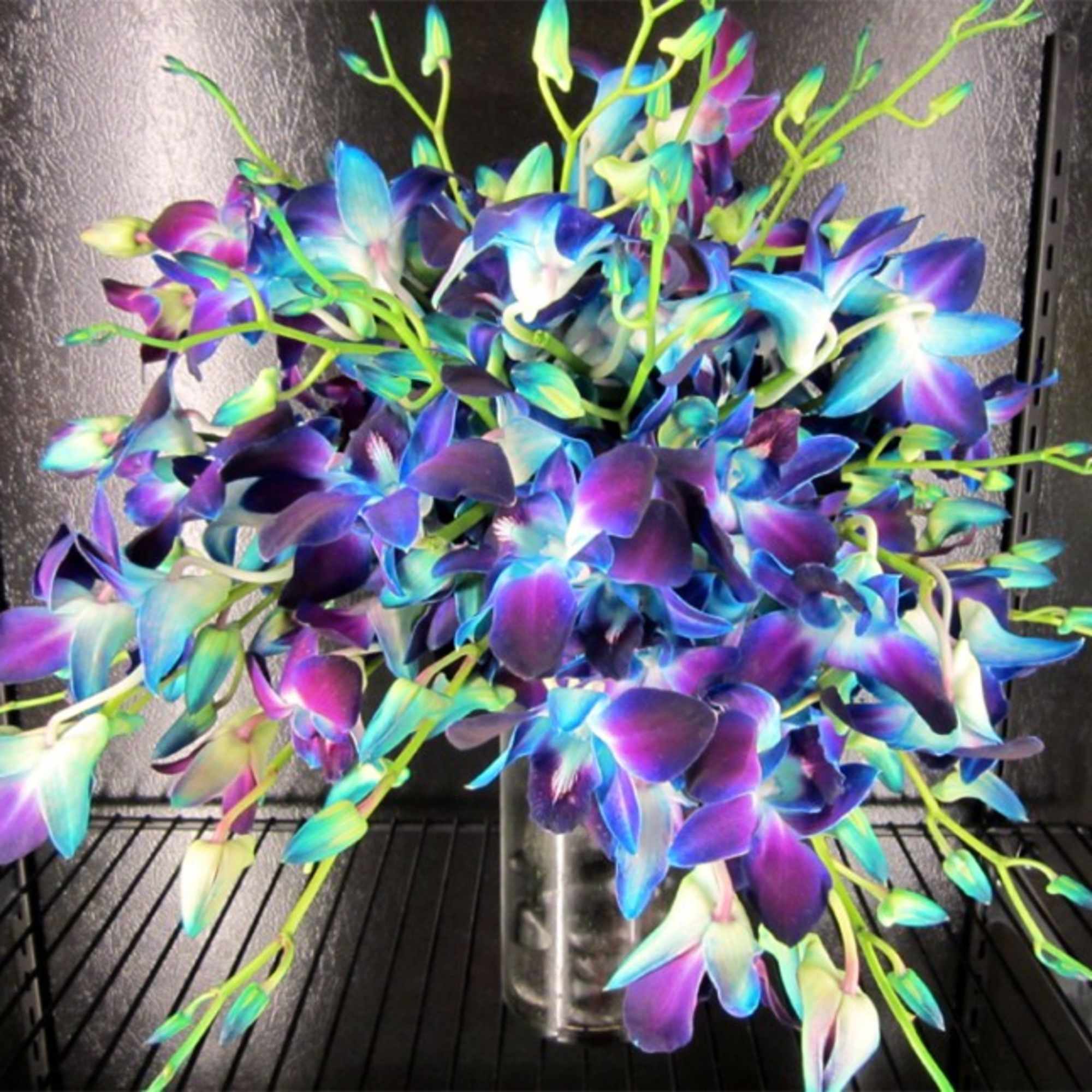 Bouquet of vivid blue, purple, and green orchids in a glass vase