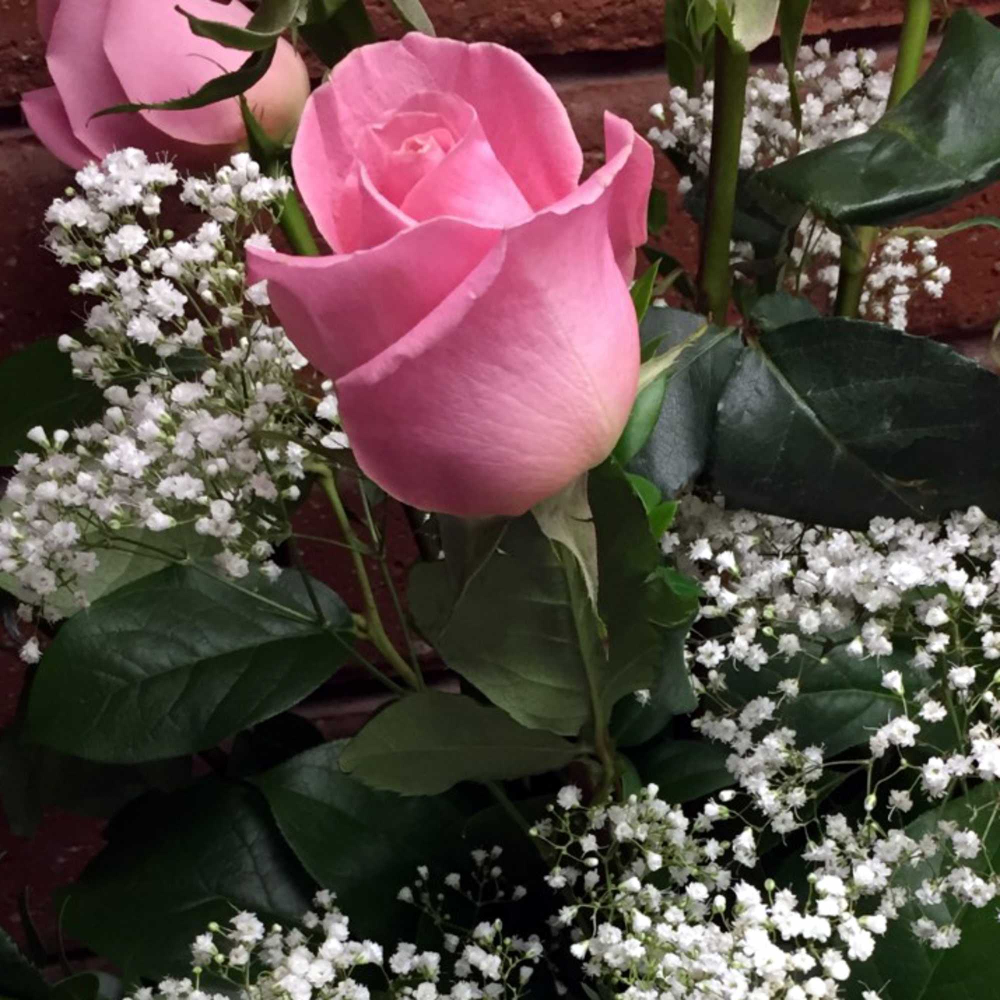 Pink roses surrounded by small white filler flowers