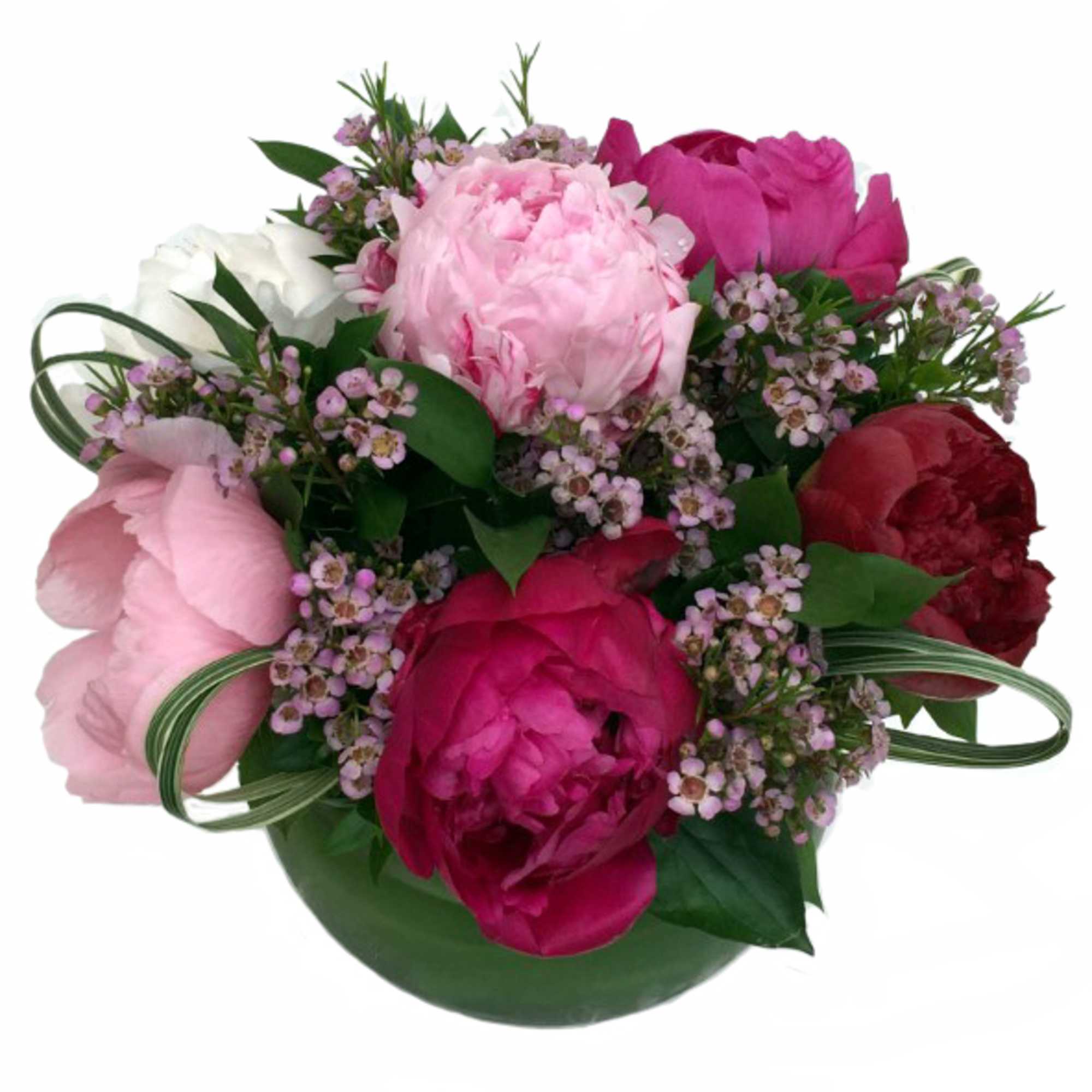 Bouquet of pink and red peonies with small white flowers