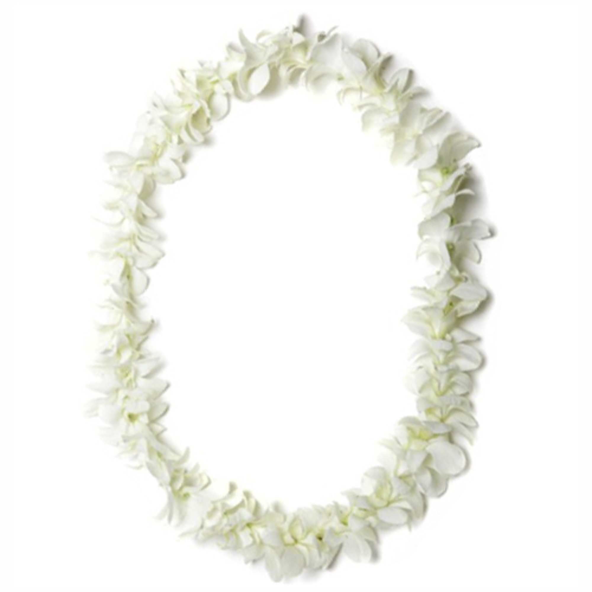 White flower lei garland on a plain background