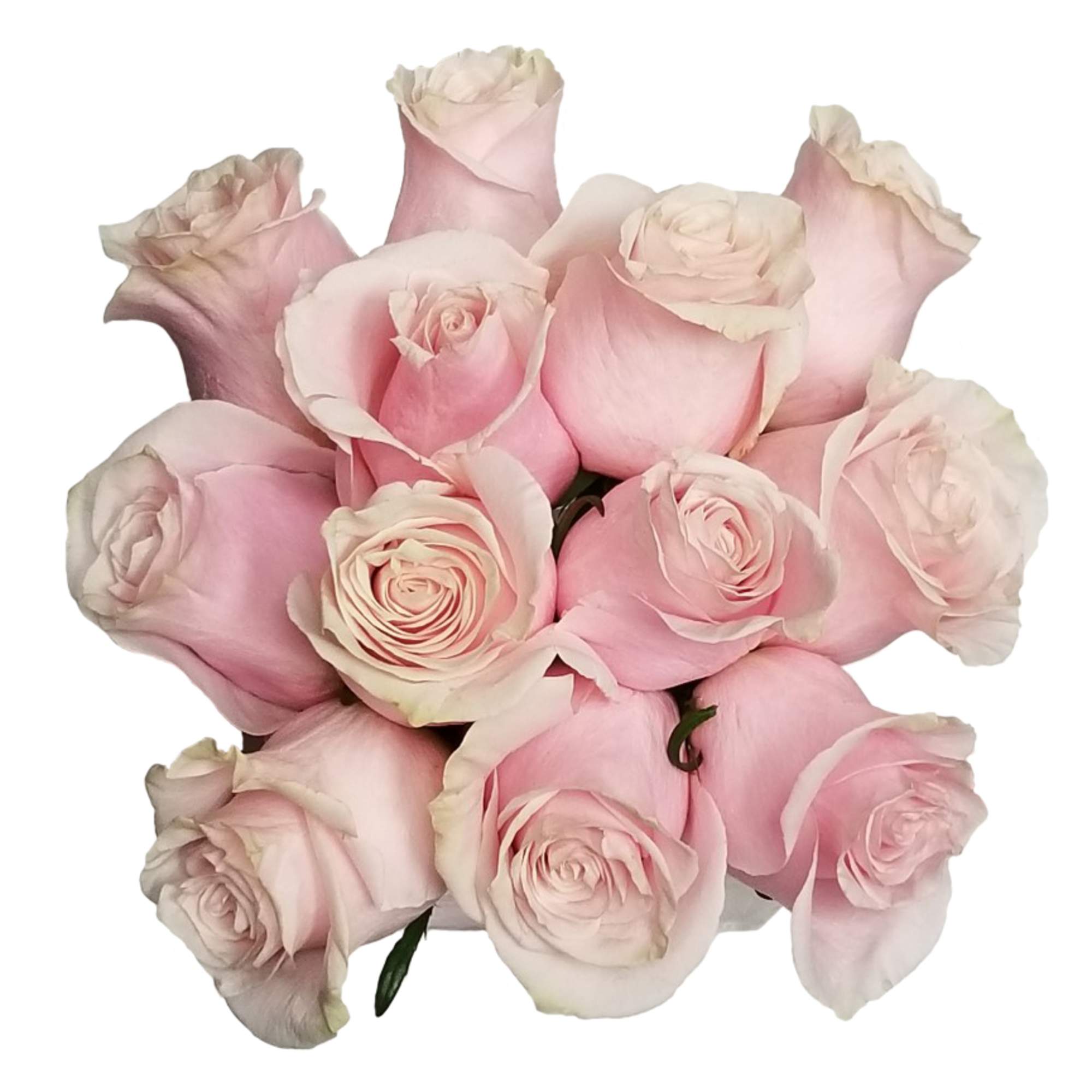 Bouquet of pale pink roses on a white background