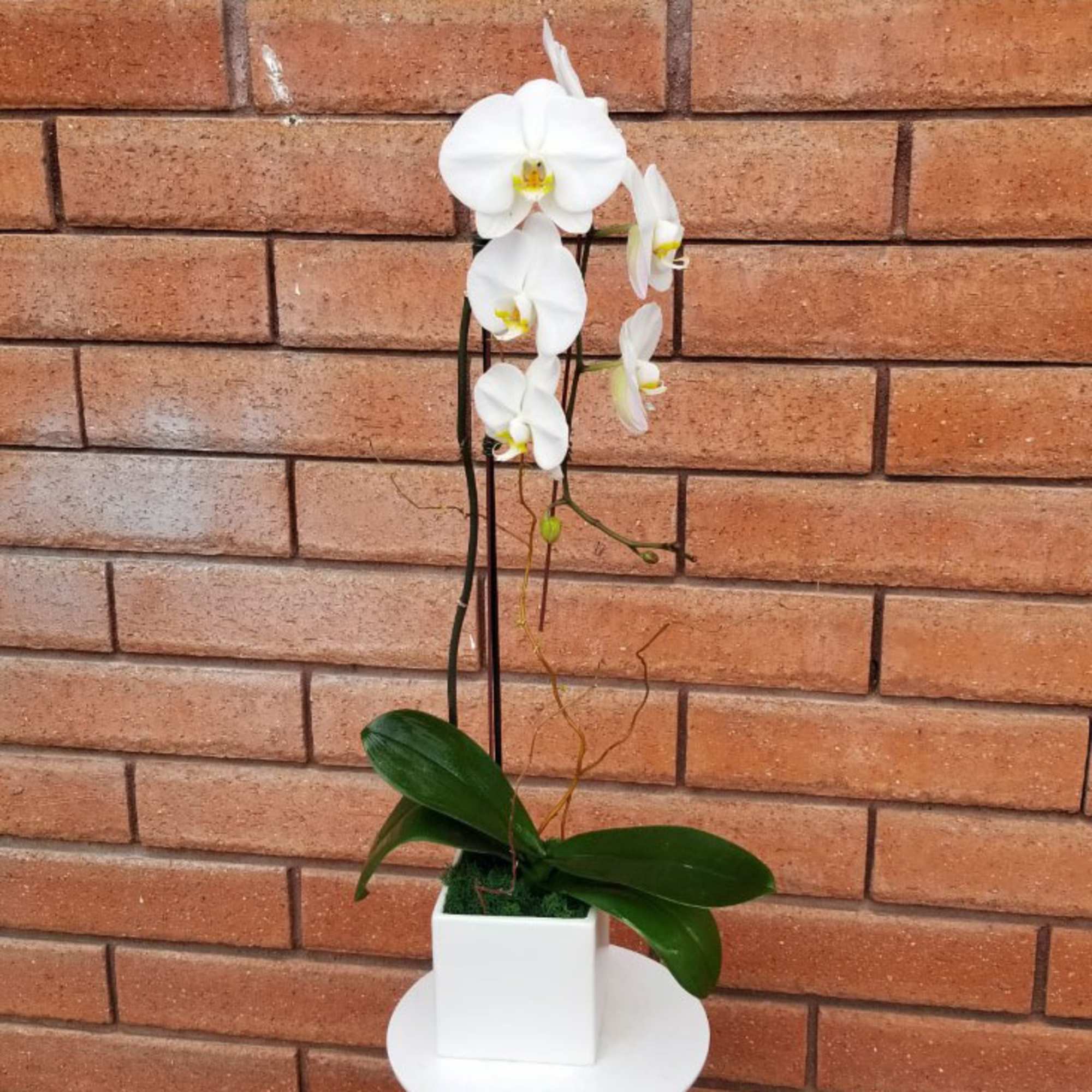 White orchid plant in a square white pot