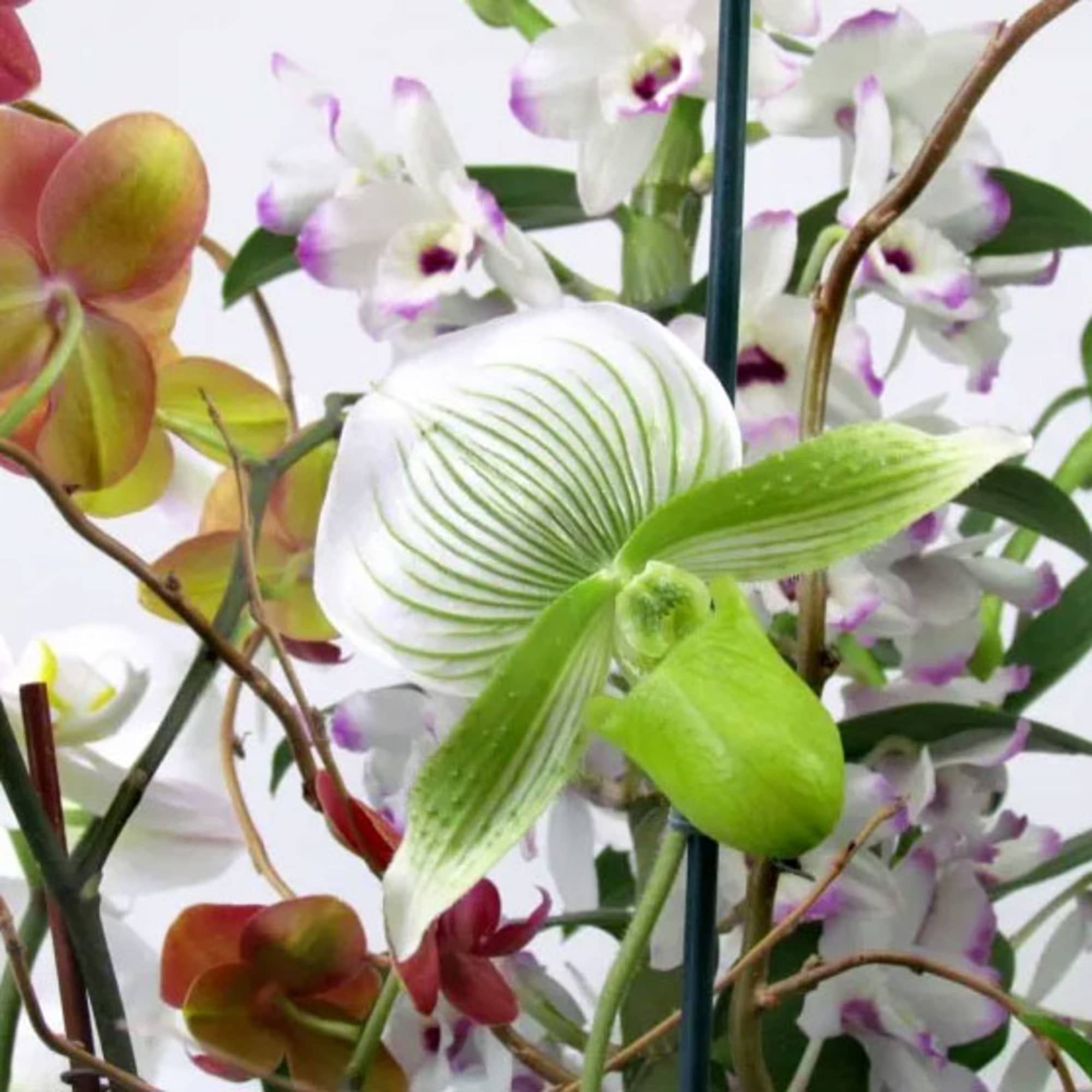 Orchid arrangement with white and purple blooms and bright green petals