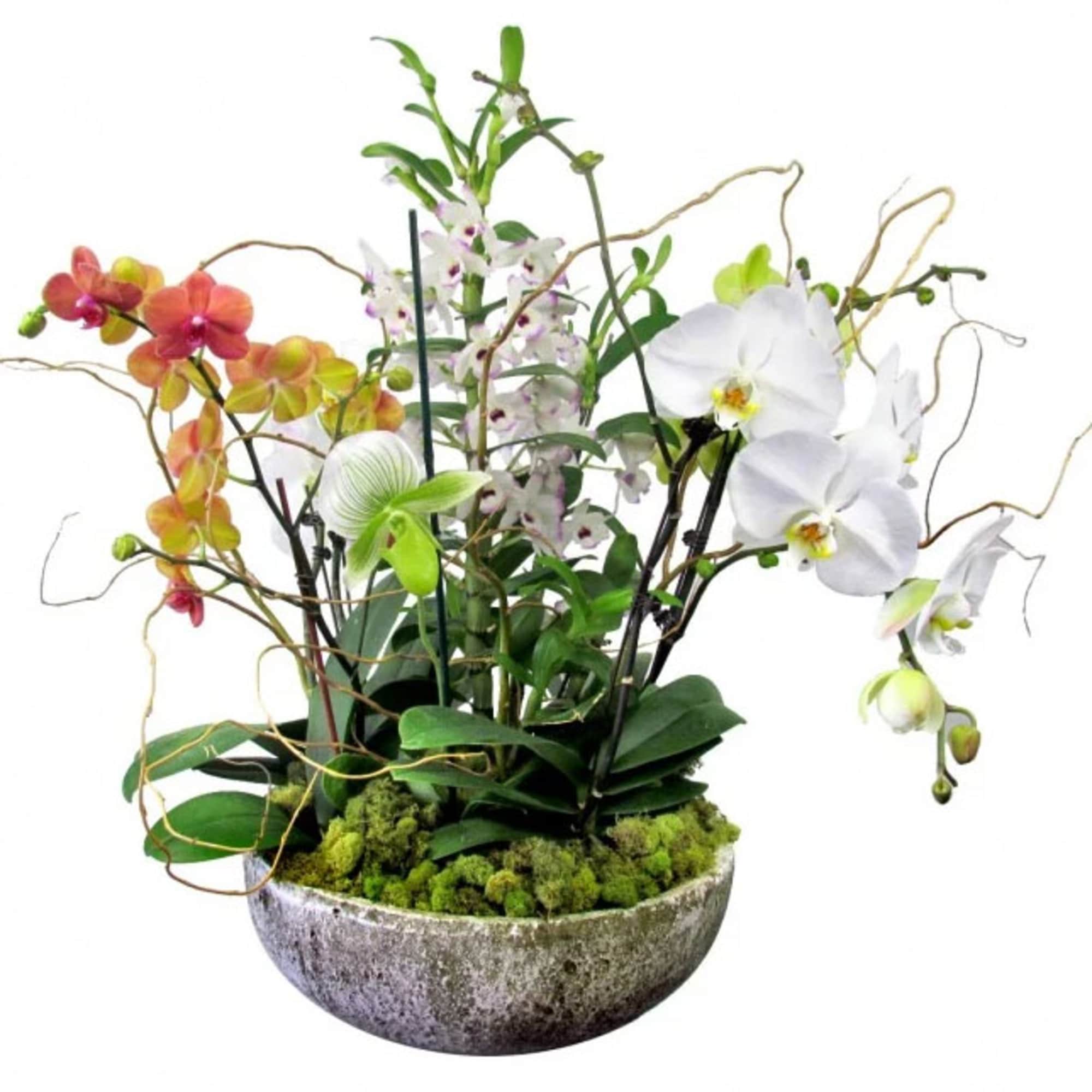 Orchid arrangement in a stone bowl with white, pink, and green blooms