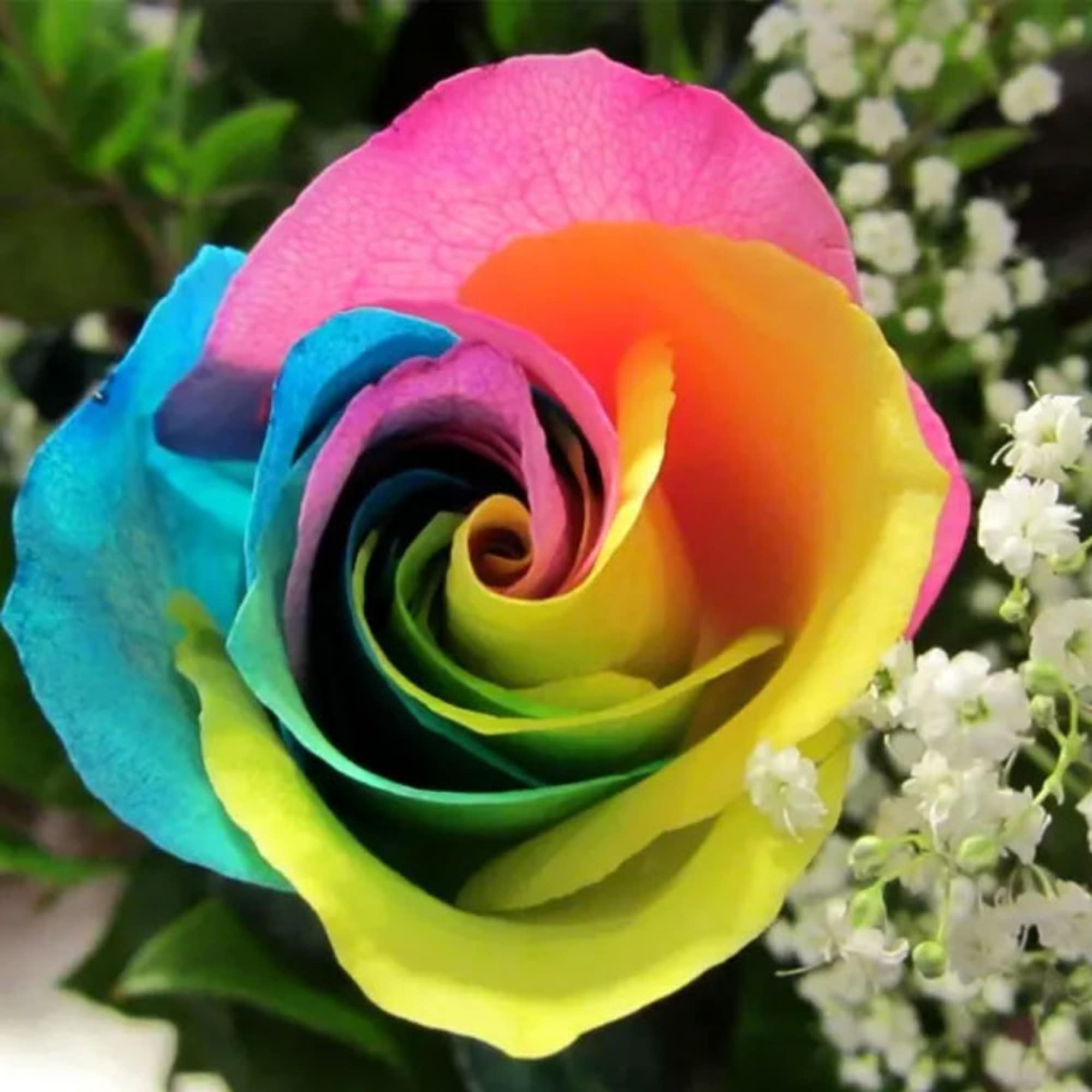 Rainbow-colored rose bloom with small white filler flowers