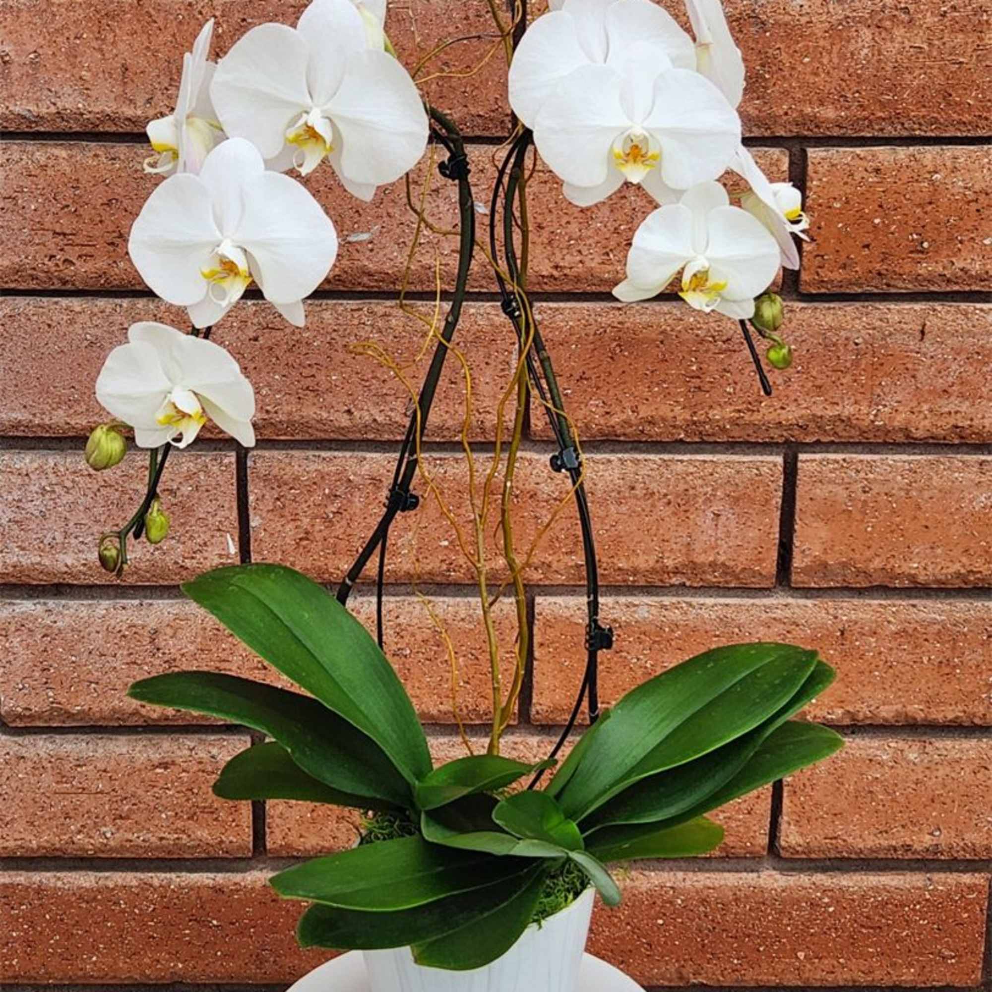 White orchid plant in a white pot with broad green leaves