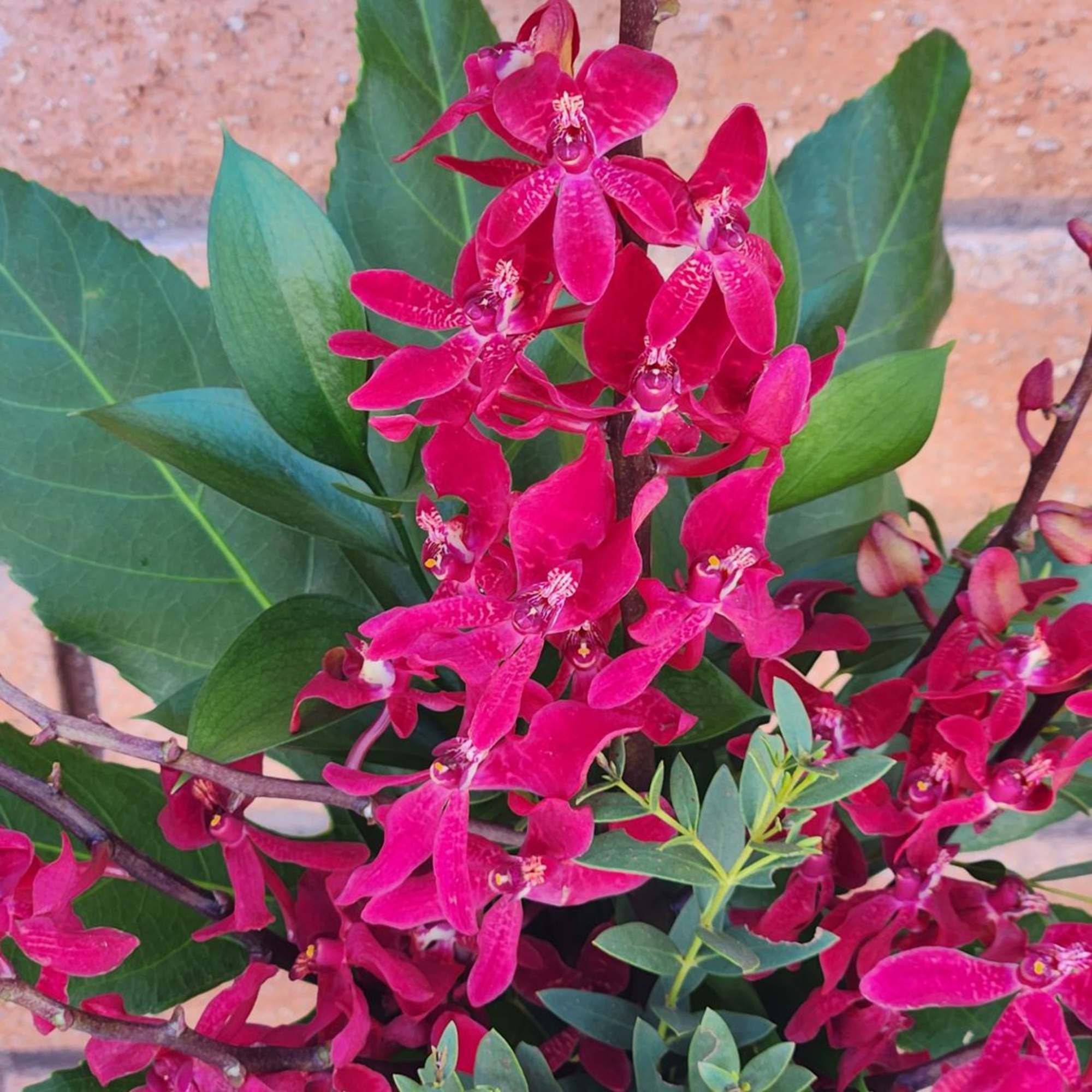 Bright pink orchid blooms with broad green leaves