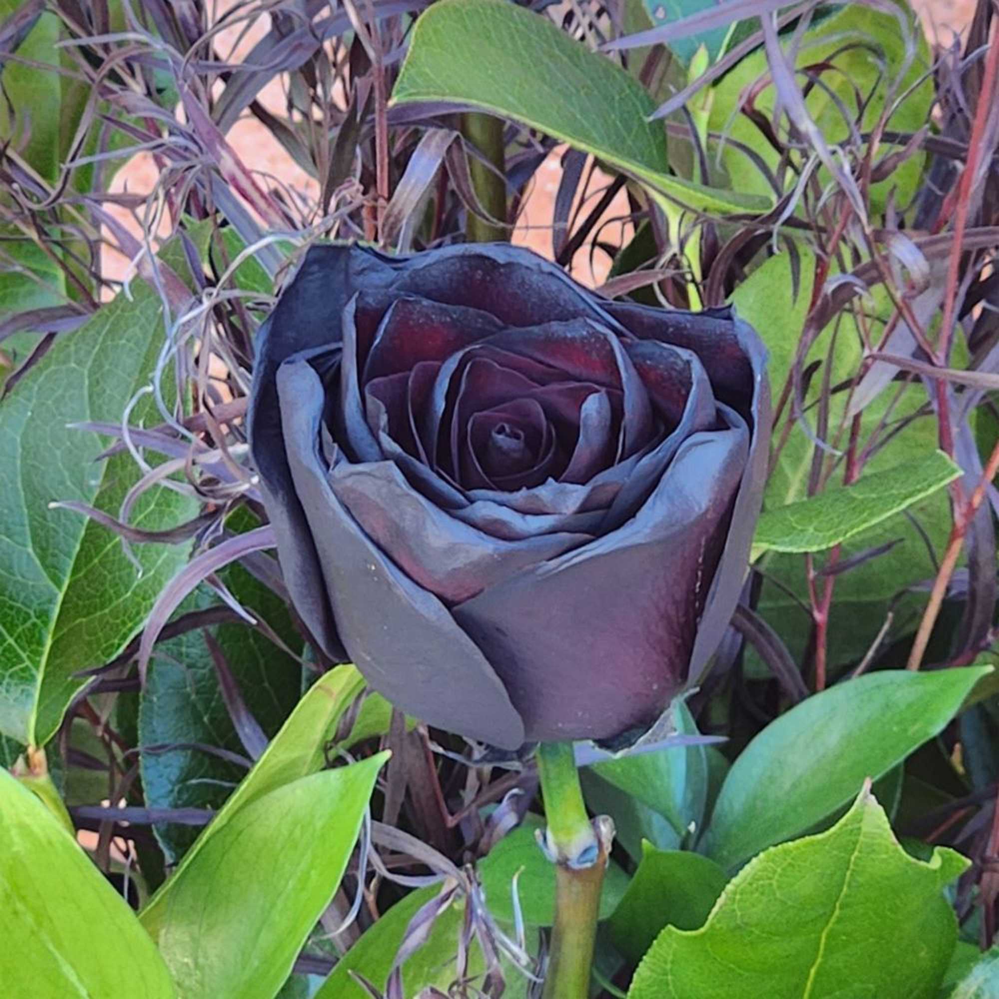 Enchanted Black Rose Vase

Dramatic, elegant, and unforgettable &mdash; our Enchanted Black Rose, photo 3 of 3