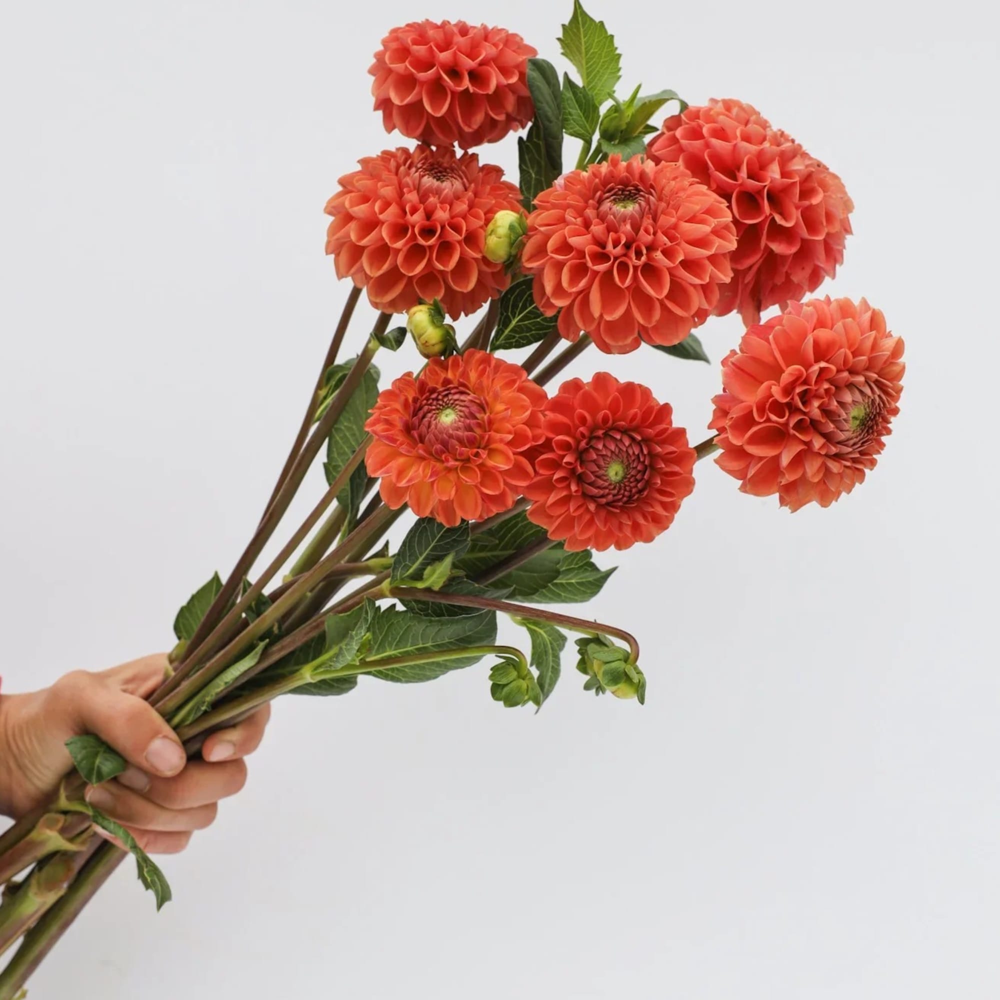 Handheld bouquet of orange dahlias with green foliage