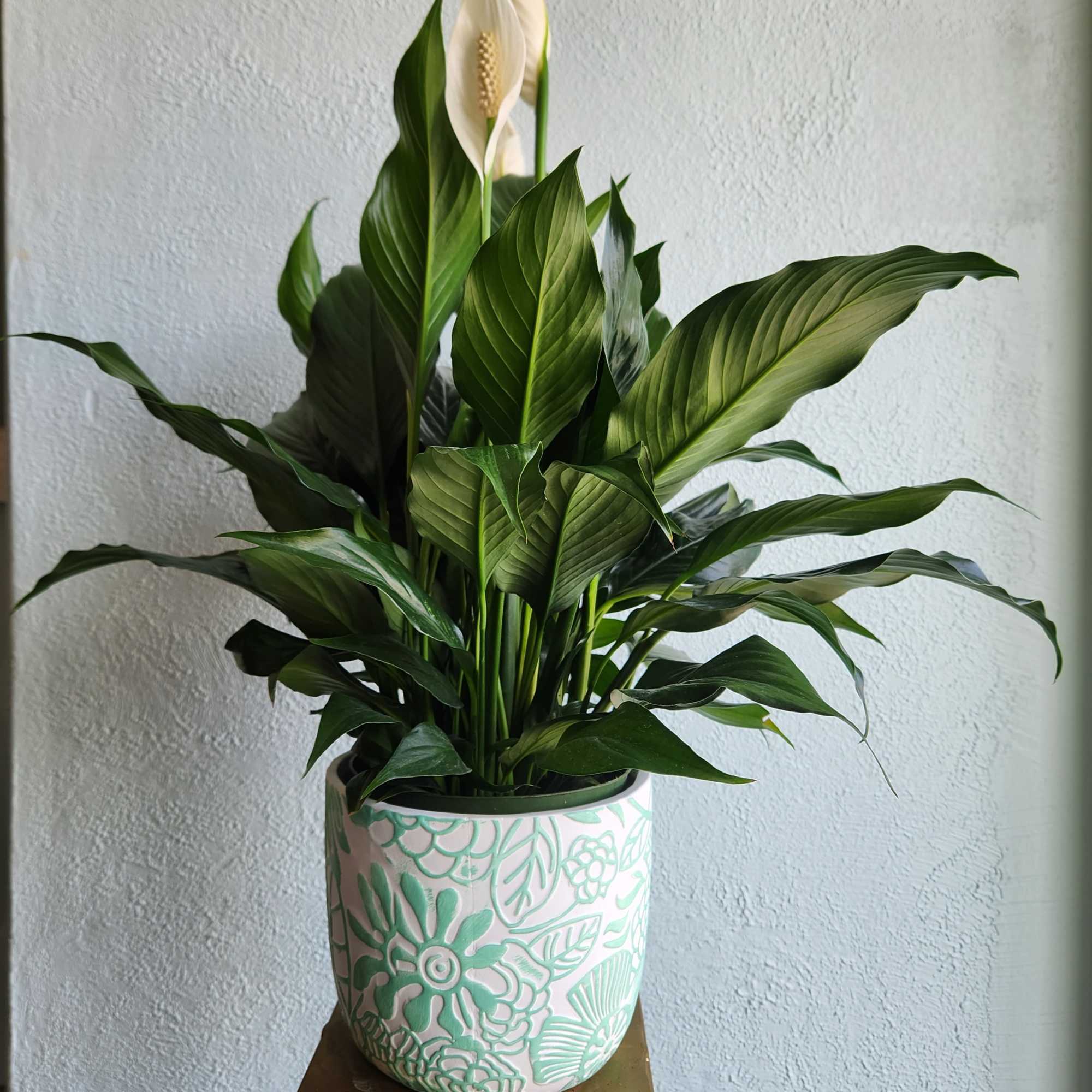 6 inch potted green flowering plant in a pot cover...Standing about 22
