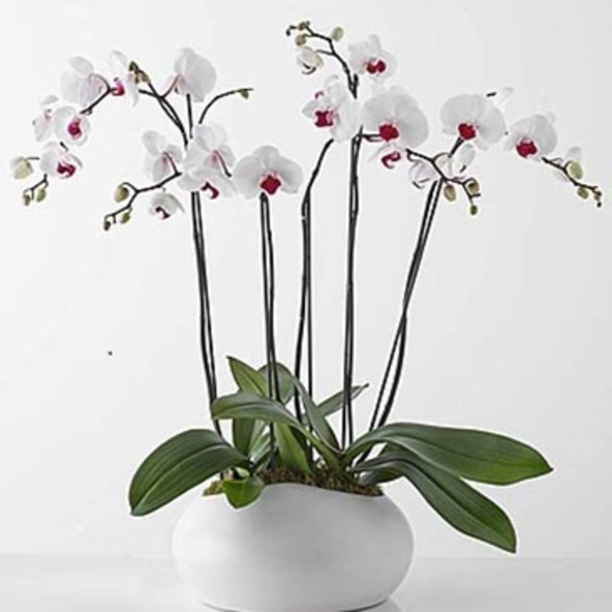 White phalaenopsis orchid plant with multiple tall stems in a low white ceramic pot