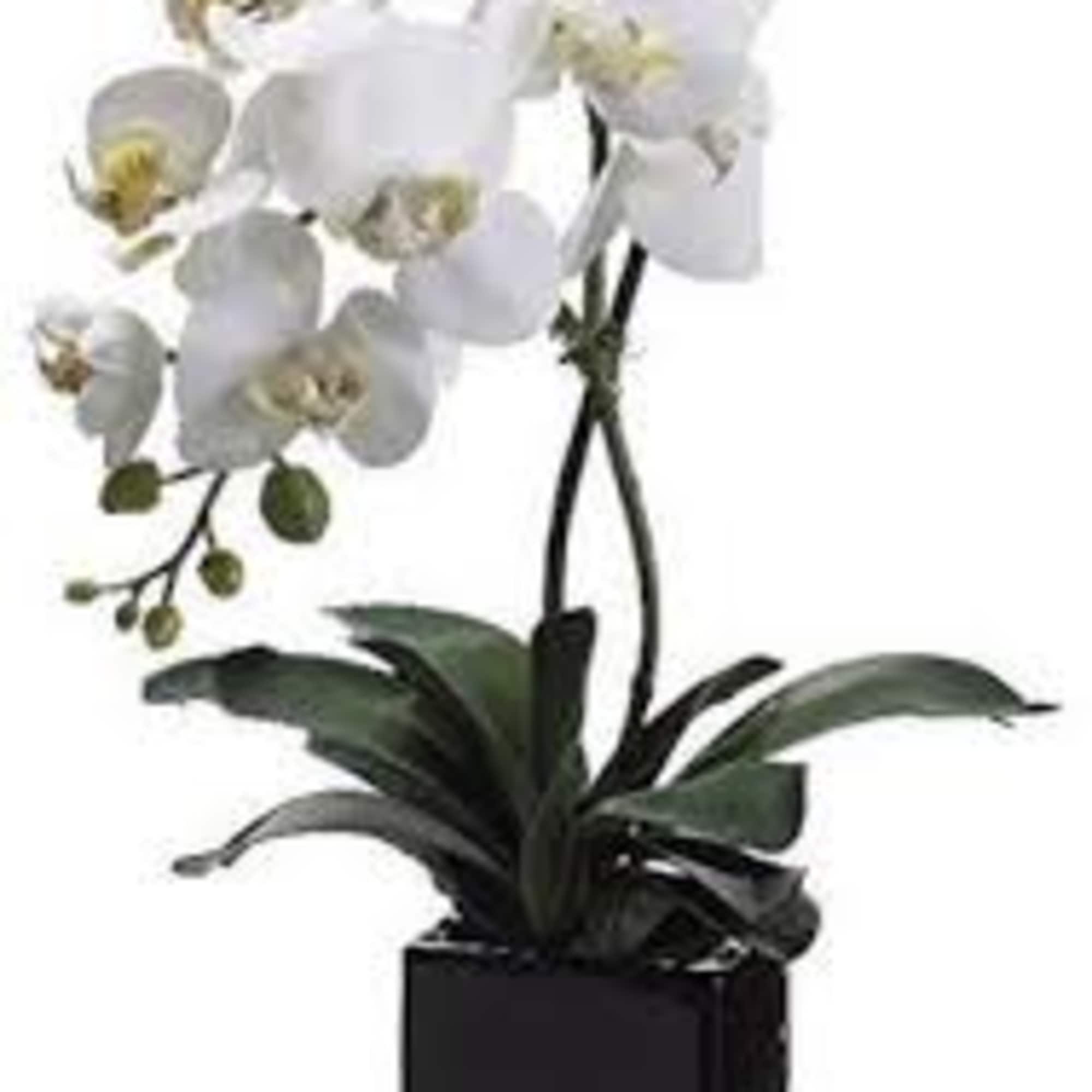 Potted white orchid plant with arching blooms in a glossy black square container