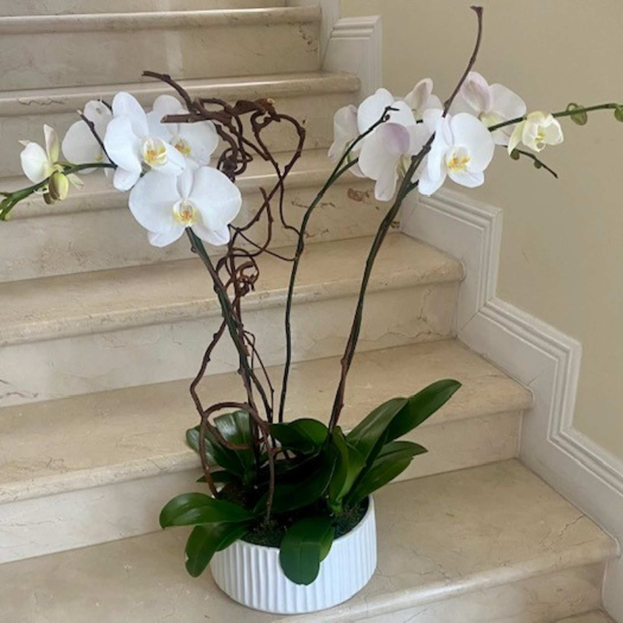 White phalaenopsis orchid plant with arching stems in a low white pot