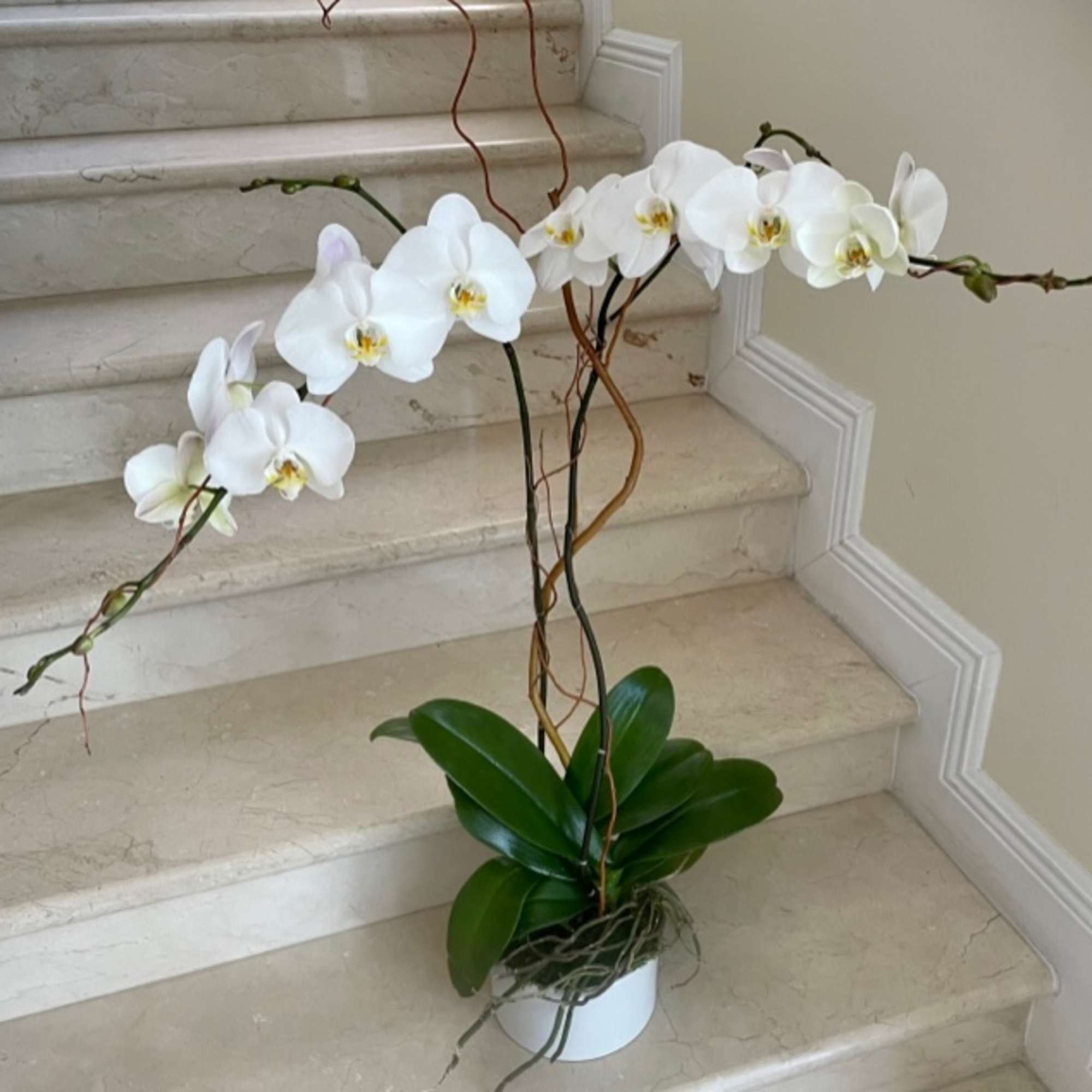 White phalaenopsis orchid plant with arching blooms in a white pot on marble stairs