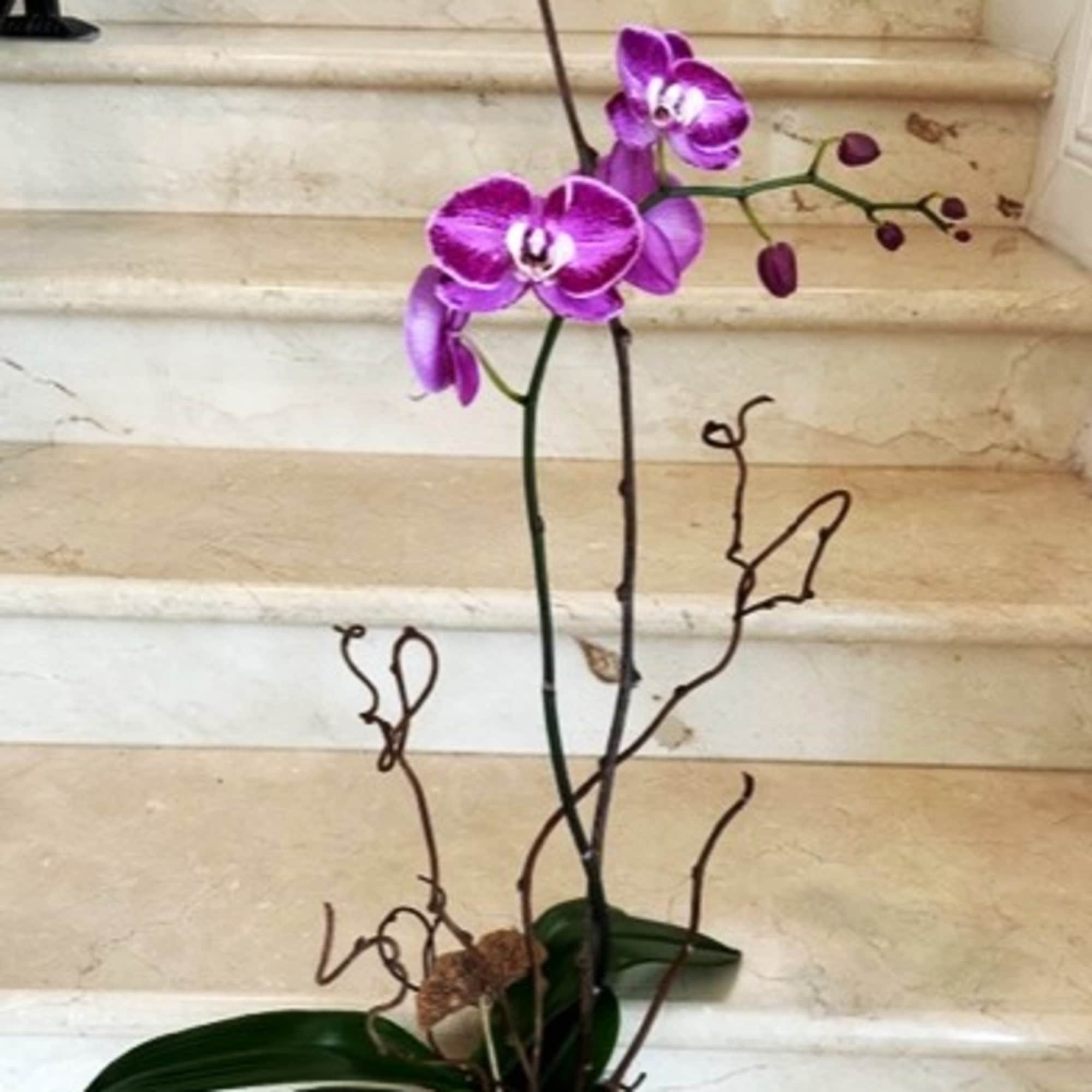 Tall purple phalaenopsis orchid plant with buds in a white square pot
