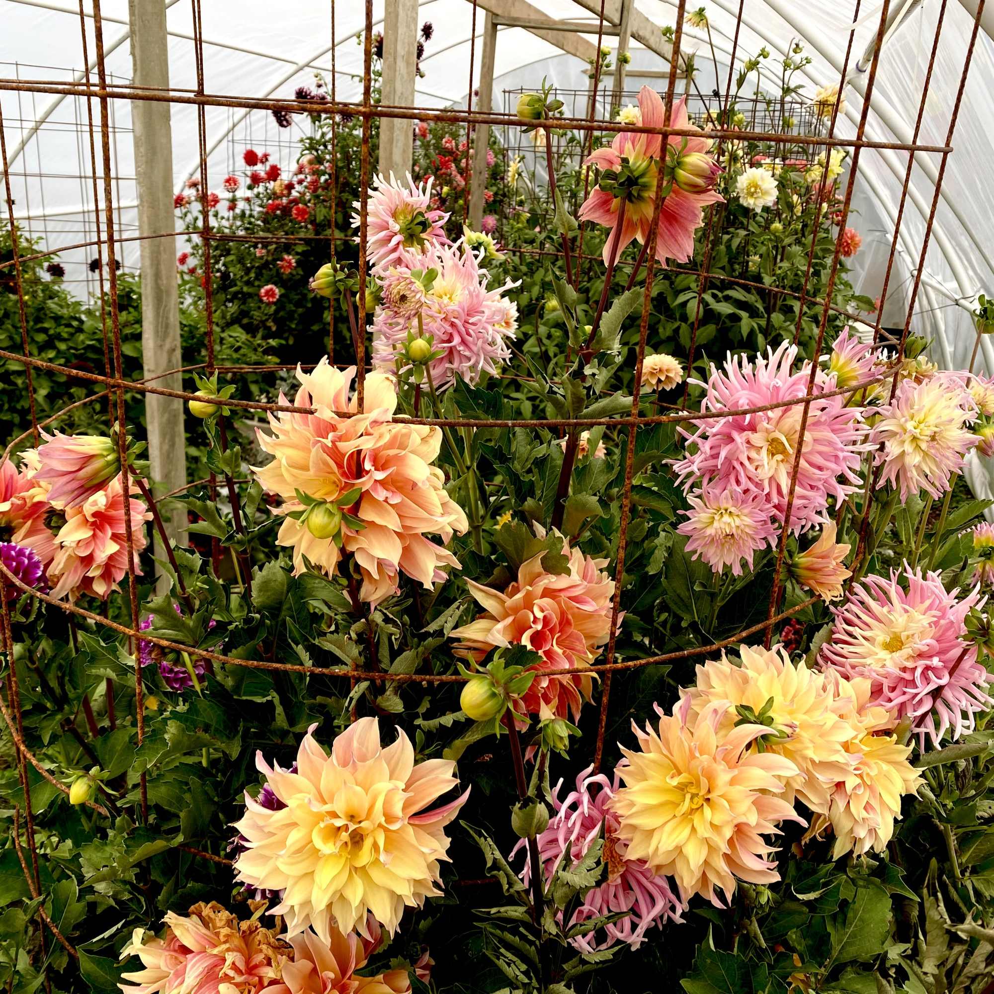 Pink and peach dahlias growing in a greenhouse