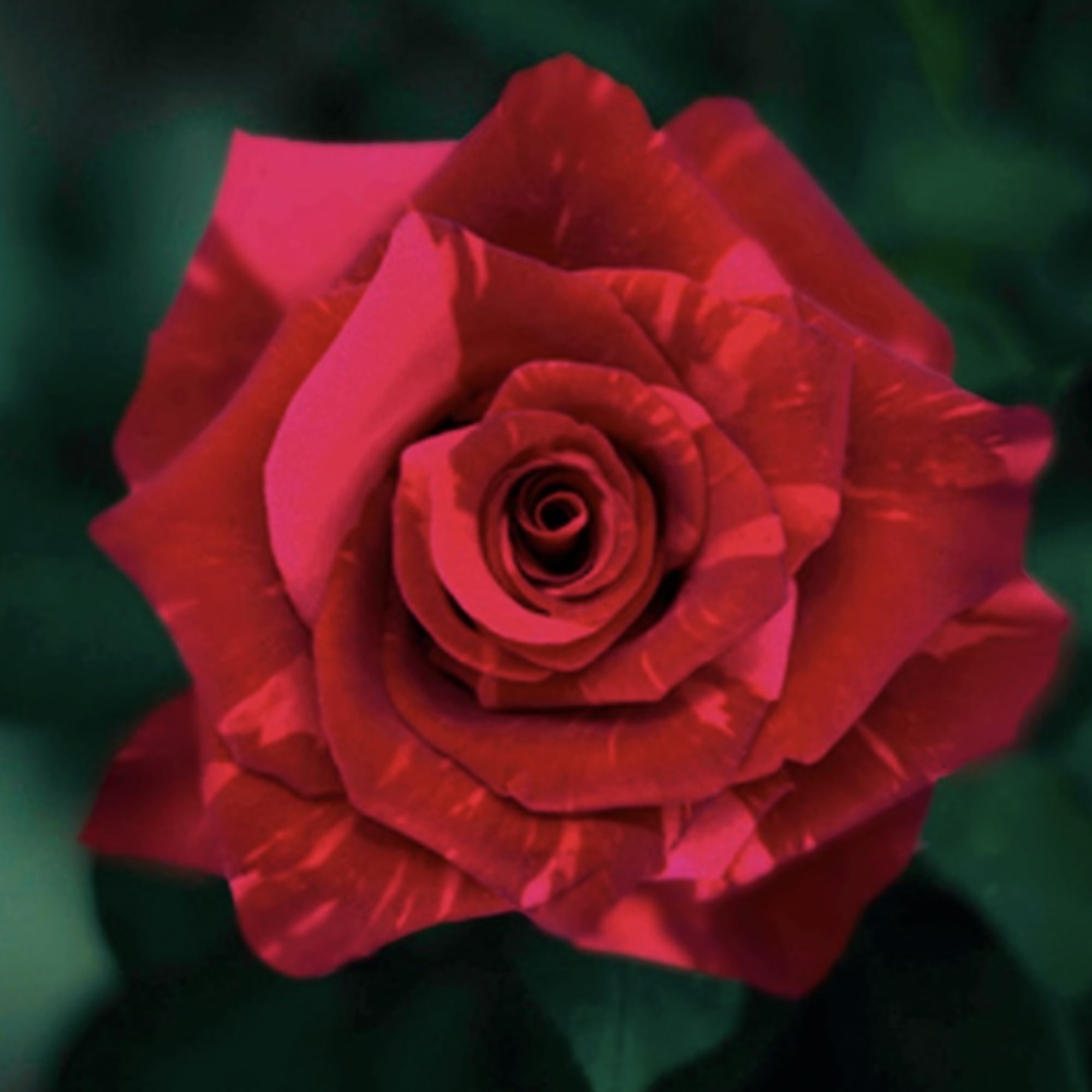 Close-up of a single red rose bloom against a dark green background
