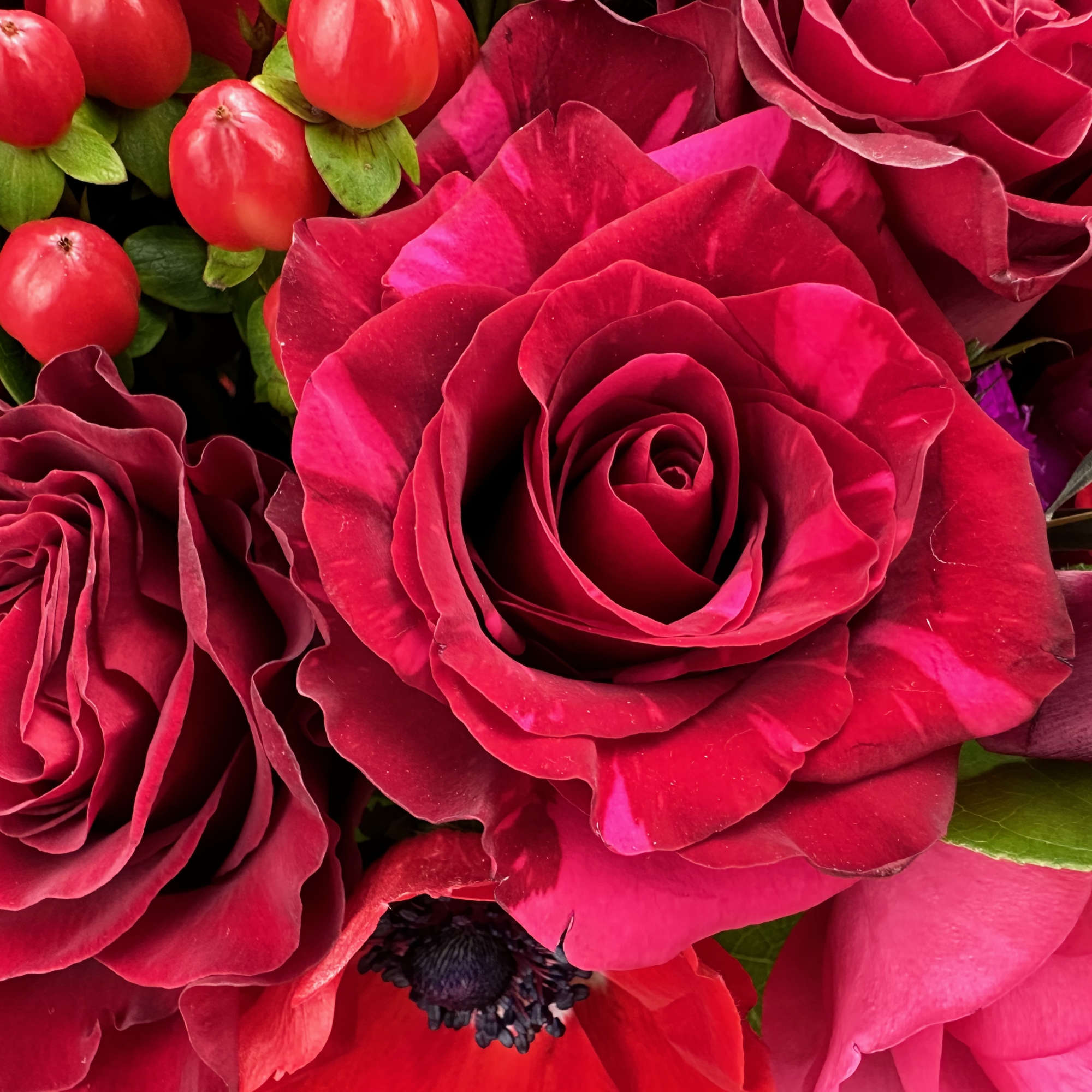 Close-up bouquet of red roses with pink accents and berry-like buds