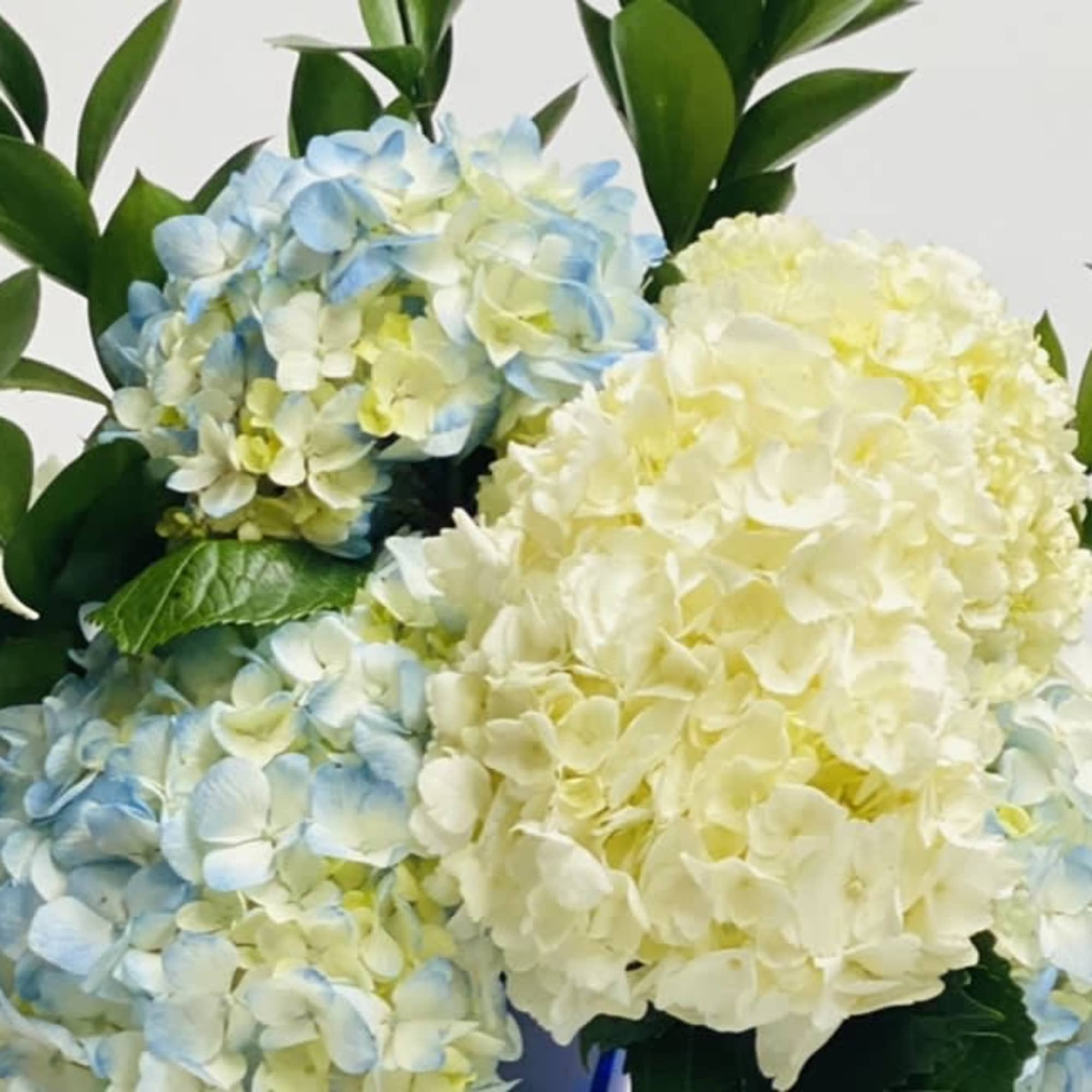 Beautiful blue sapphire garden vase filled with white and blue hydrangea tied