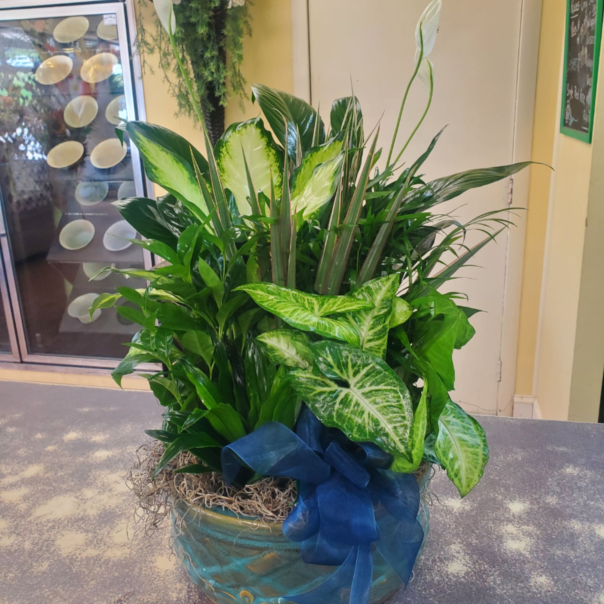 Mixed green houseplants in a blue ceramic pot with a blue ribbon