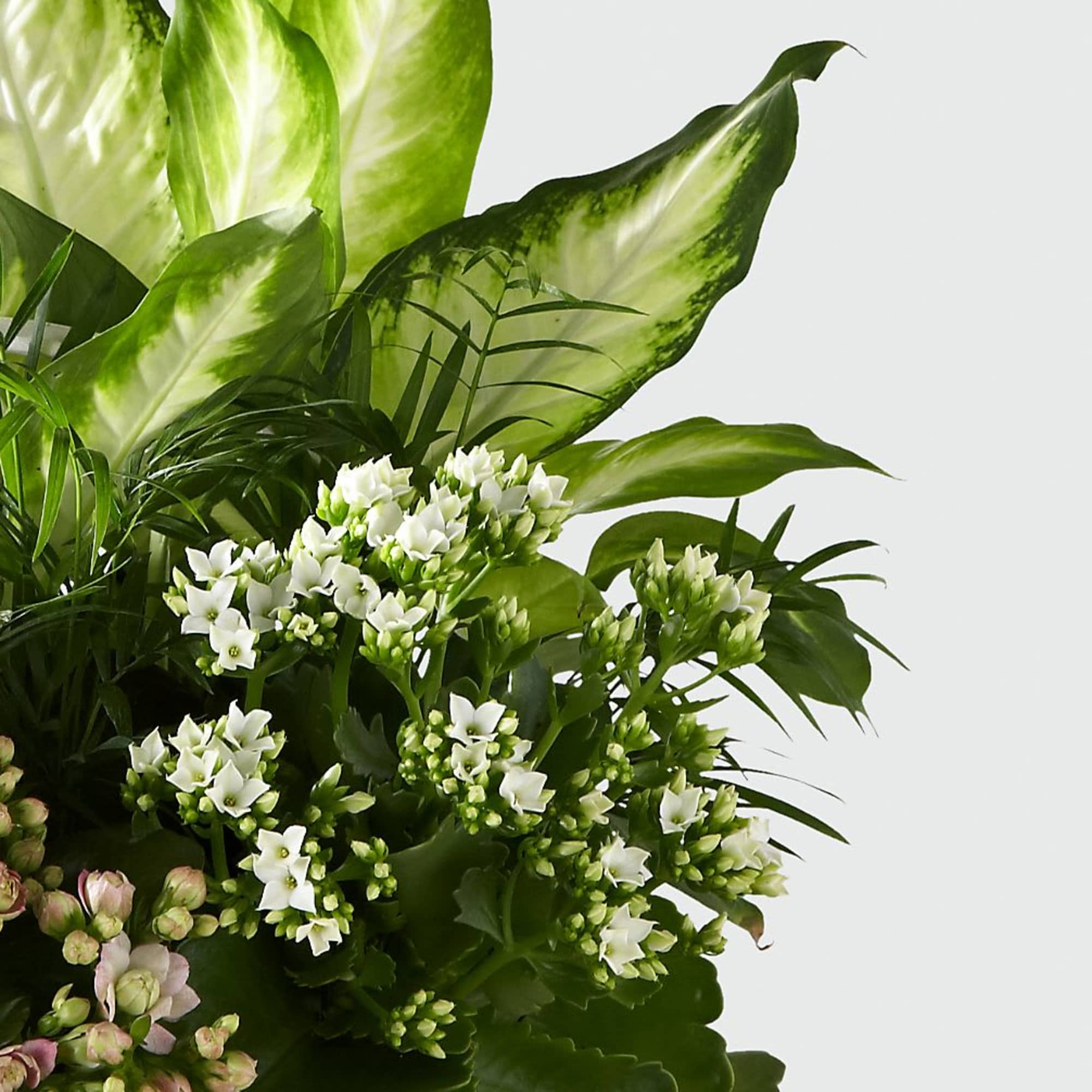 Arrangement of pink and white flowers with large green leaves