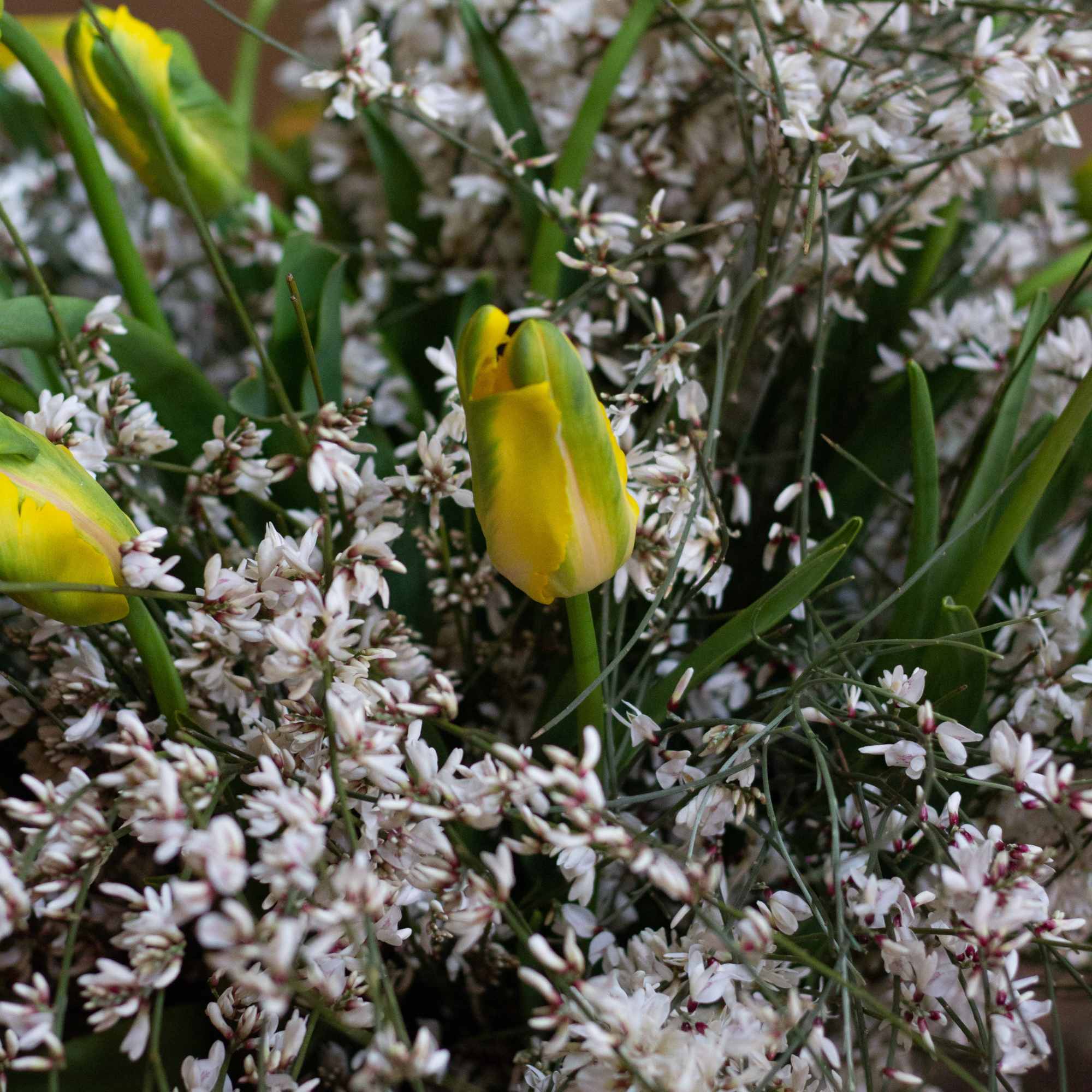 A voluminous bouquet of tulips with seasonal branches. Can be customized to, photo 2 of 2