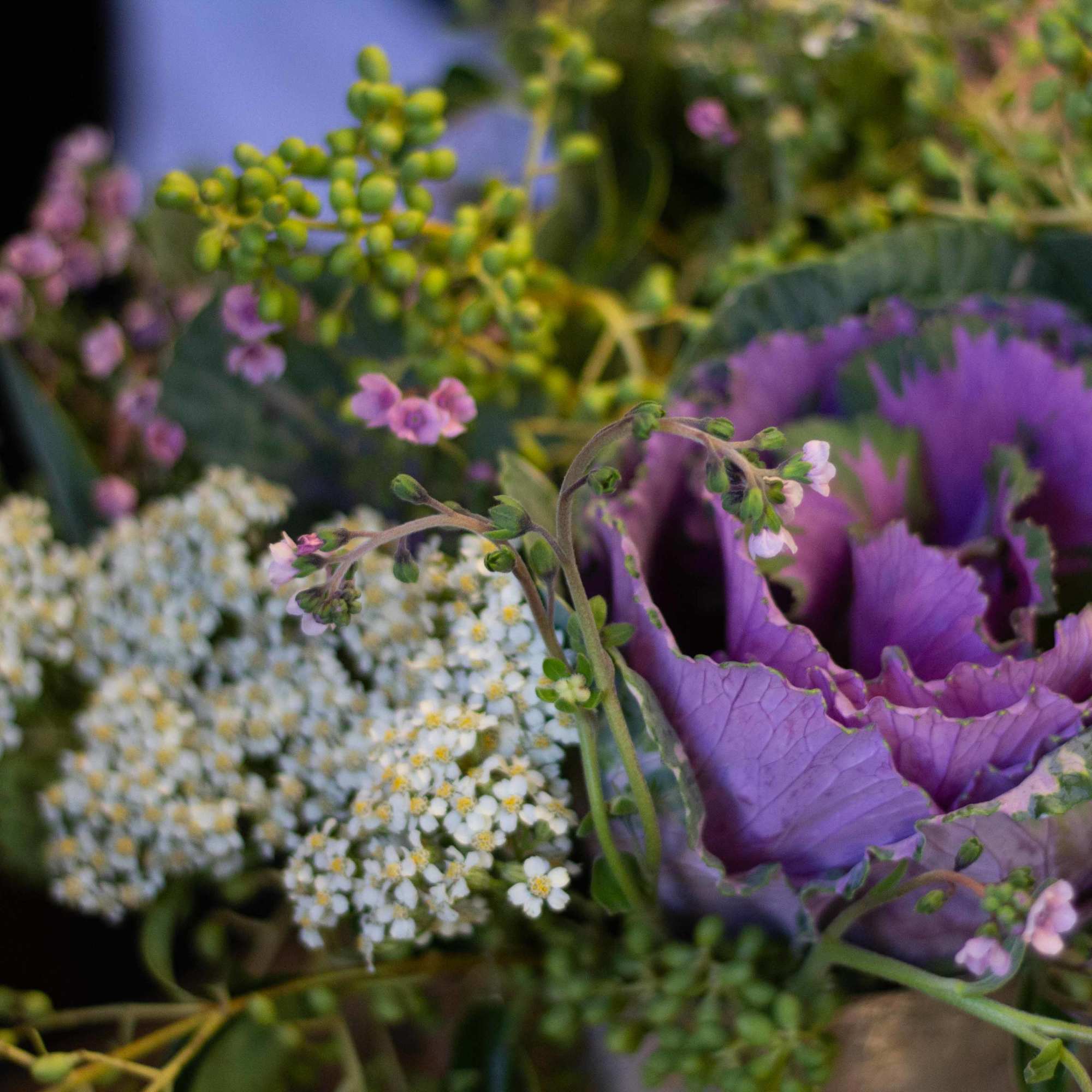 Purple ornamental cabbage with small white and pink filler flowers