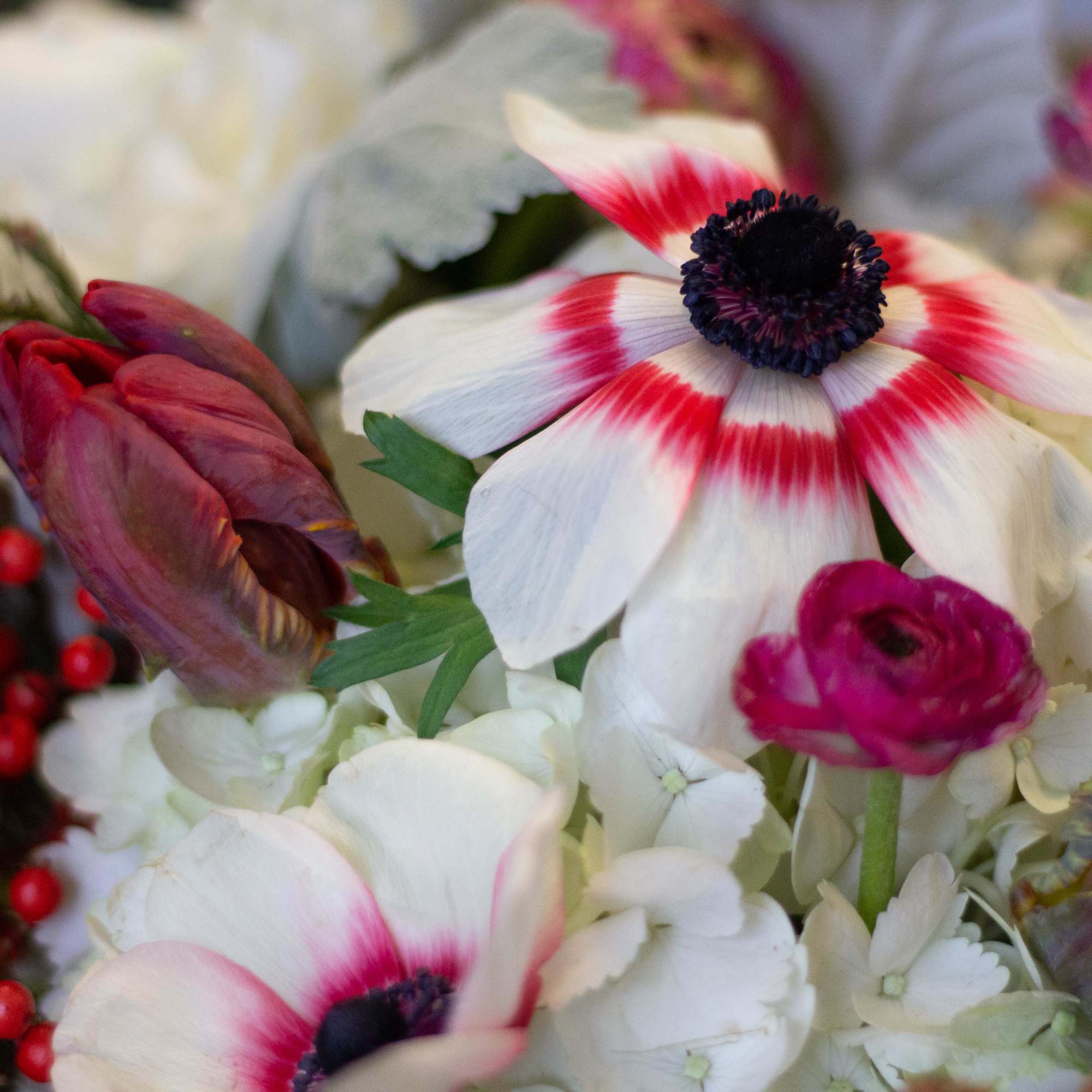 Close-up bouquet with white and red anemones and pink ranunculus