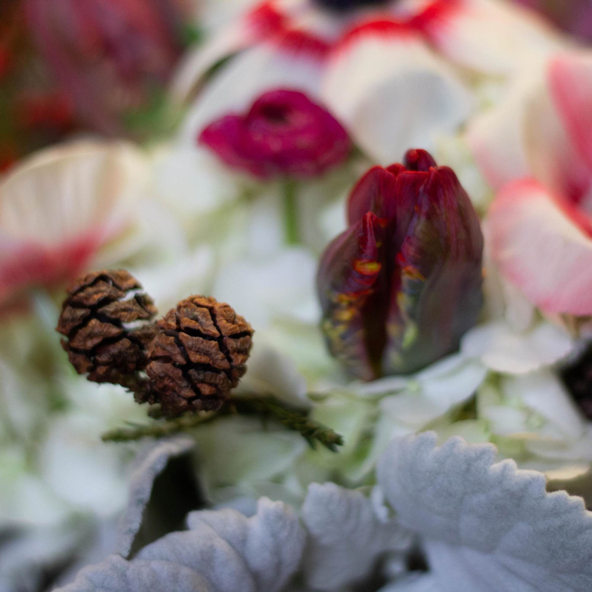 Close-up of white and pink anemones with pinecones
