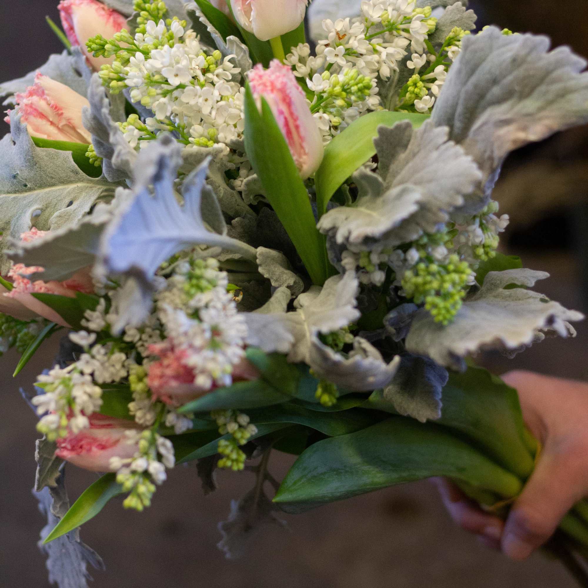 Handheld bouquet of pink tulips and white filler flowers with silvery foliage