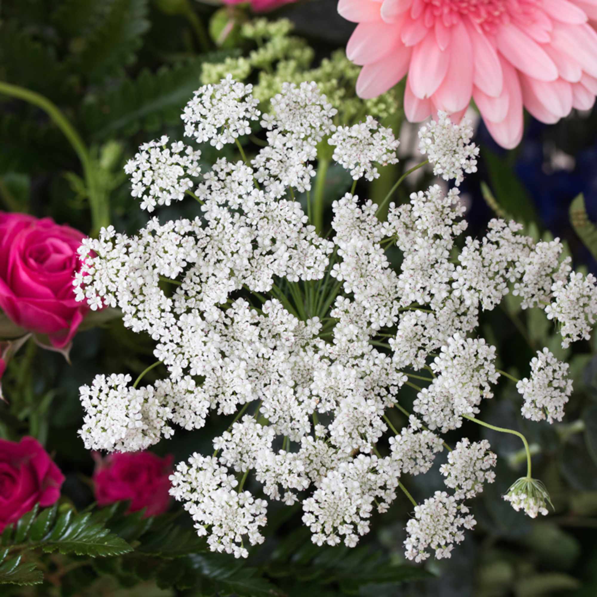 Close-up of white Queen Anne’s lace with hot pink roses and a pale pink gerbera daisy.