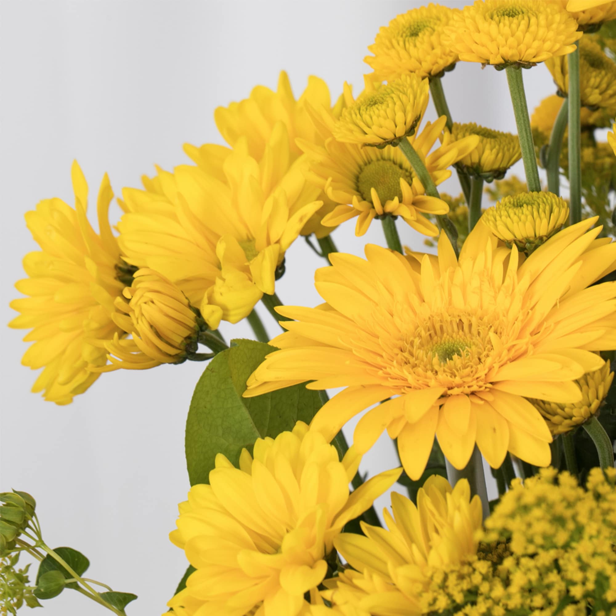 Close-up of bright yellow daisy-like blooms in a clustered floral arrangement